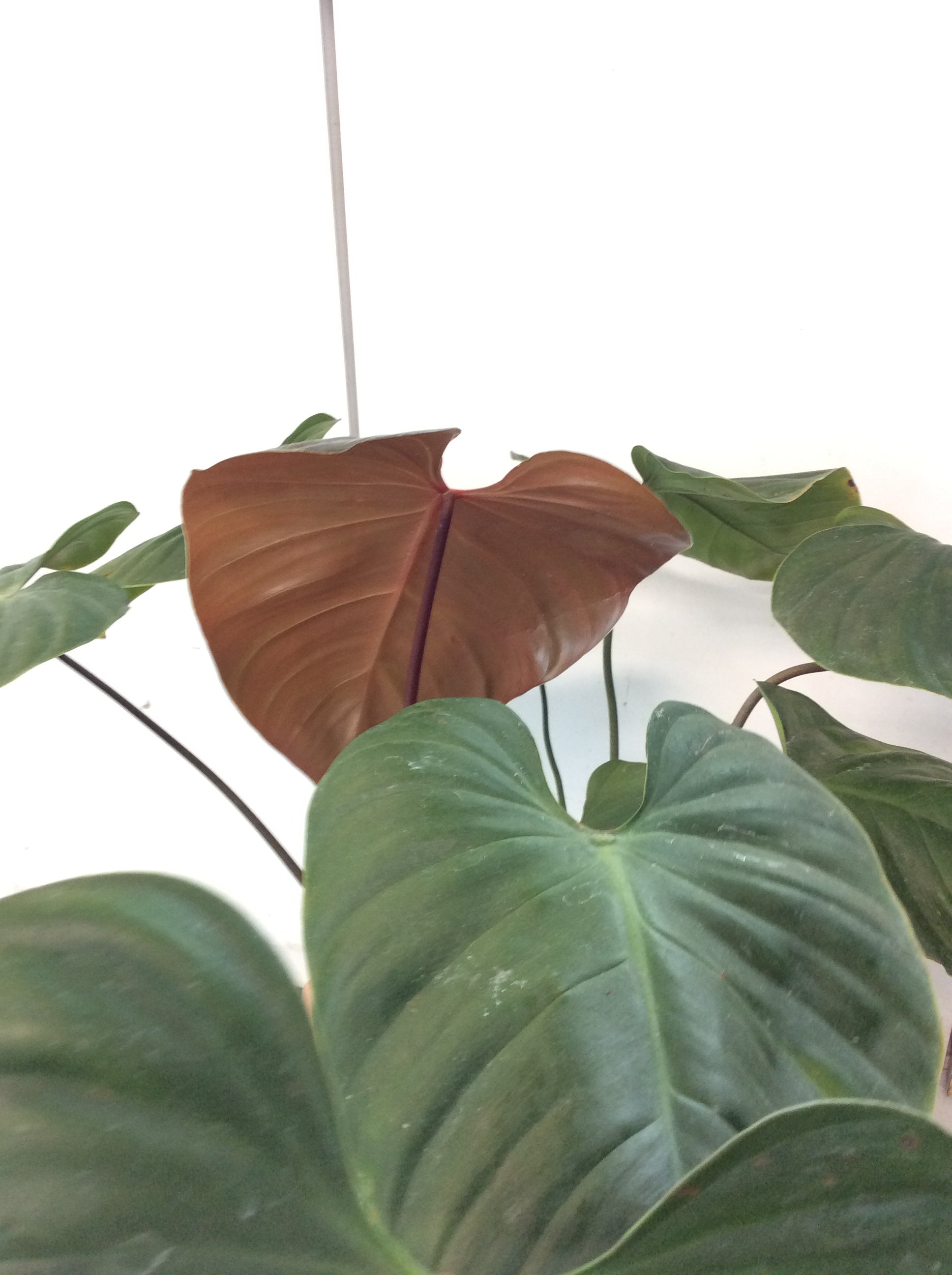 philodendron lynamii mature Philodendron Lynamii