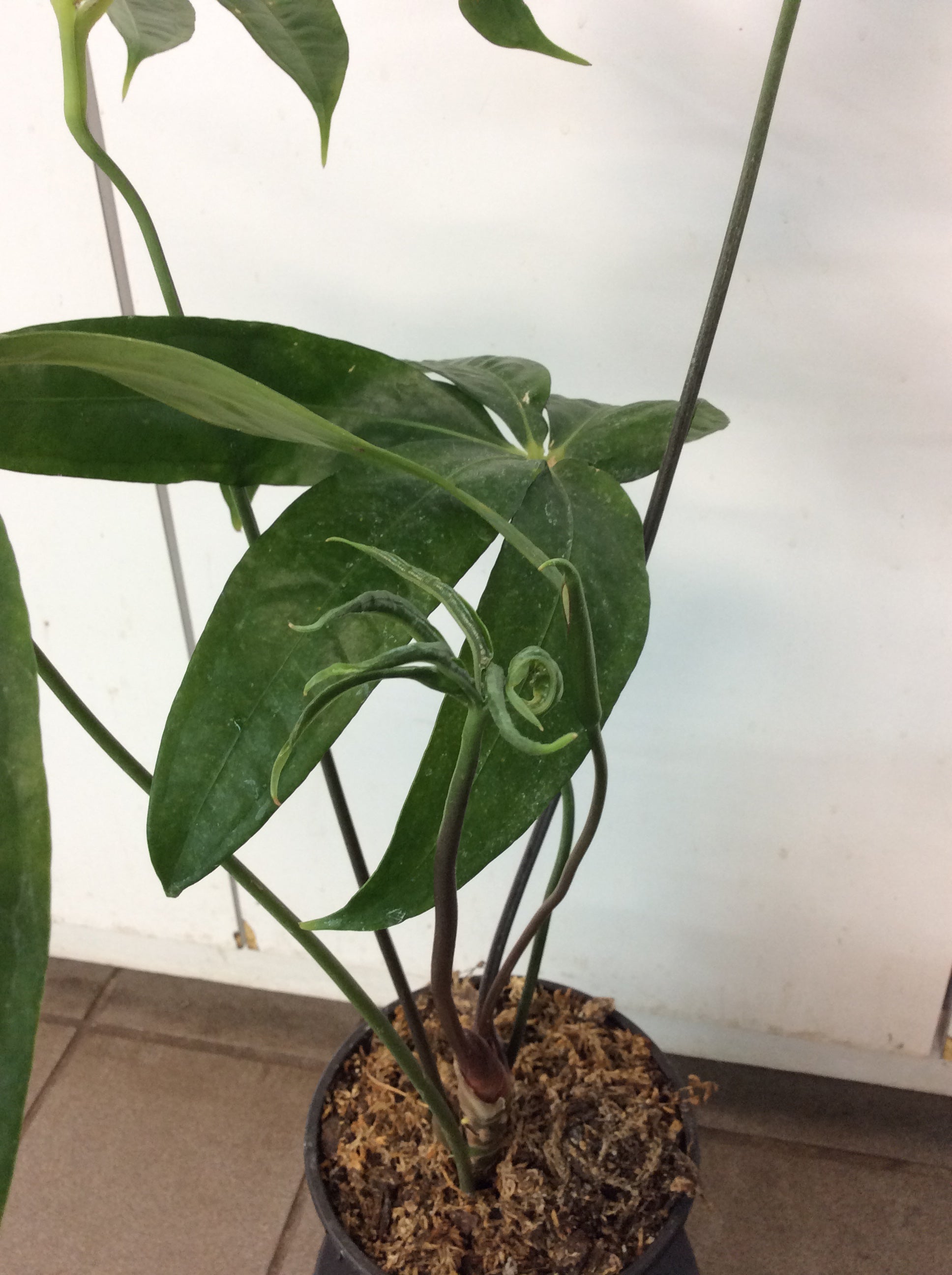 anthurium croatii Anthurium Croati