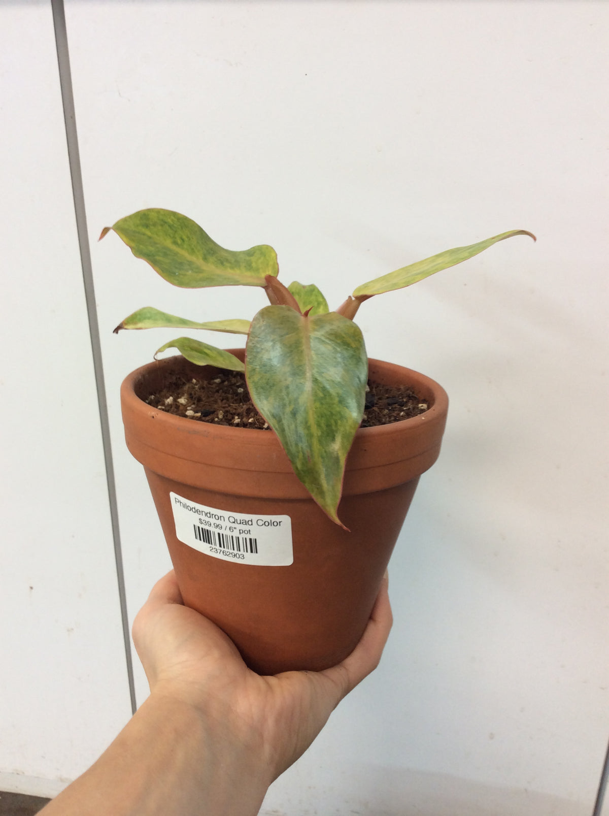 Philodendron Quadricolore