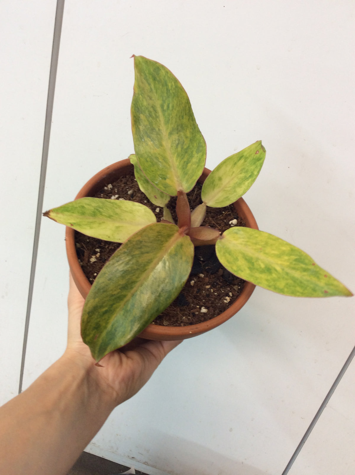 Philodendron Quadricolore