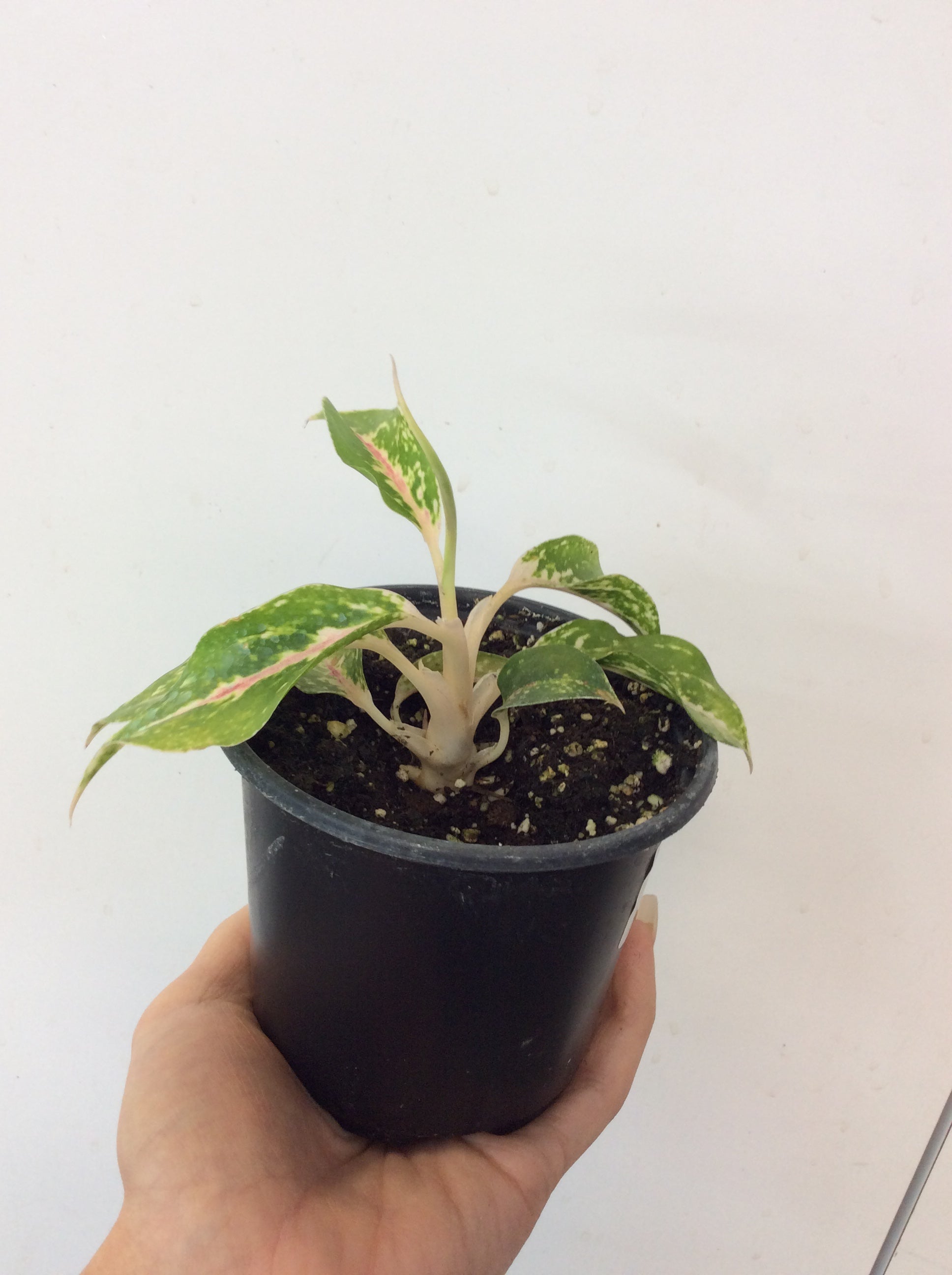 Aglaonema 'Star Shining'