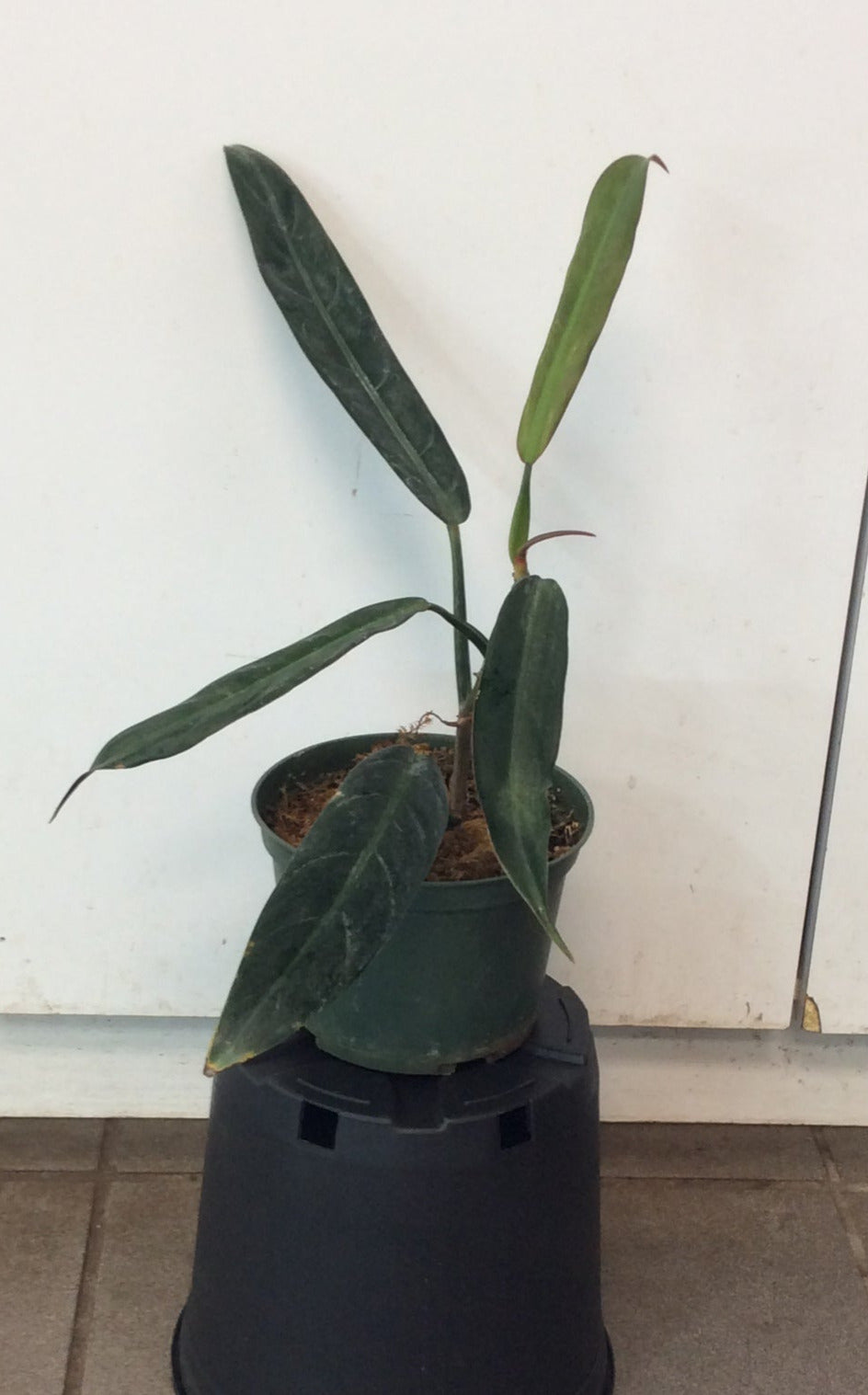philodendron bicolour Philodendron Bicolor