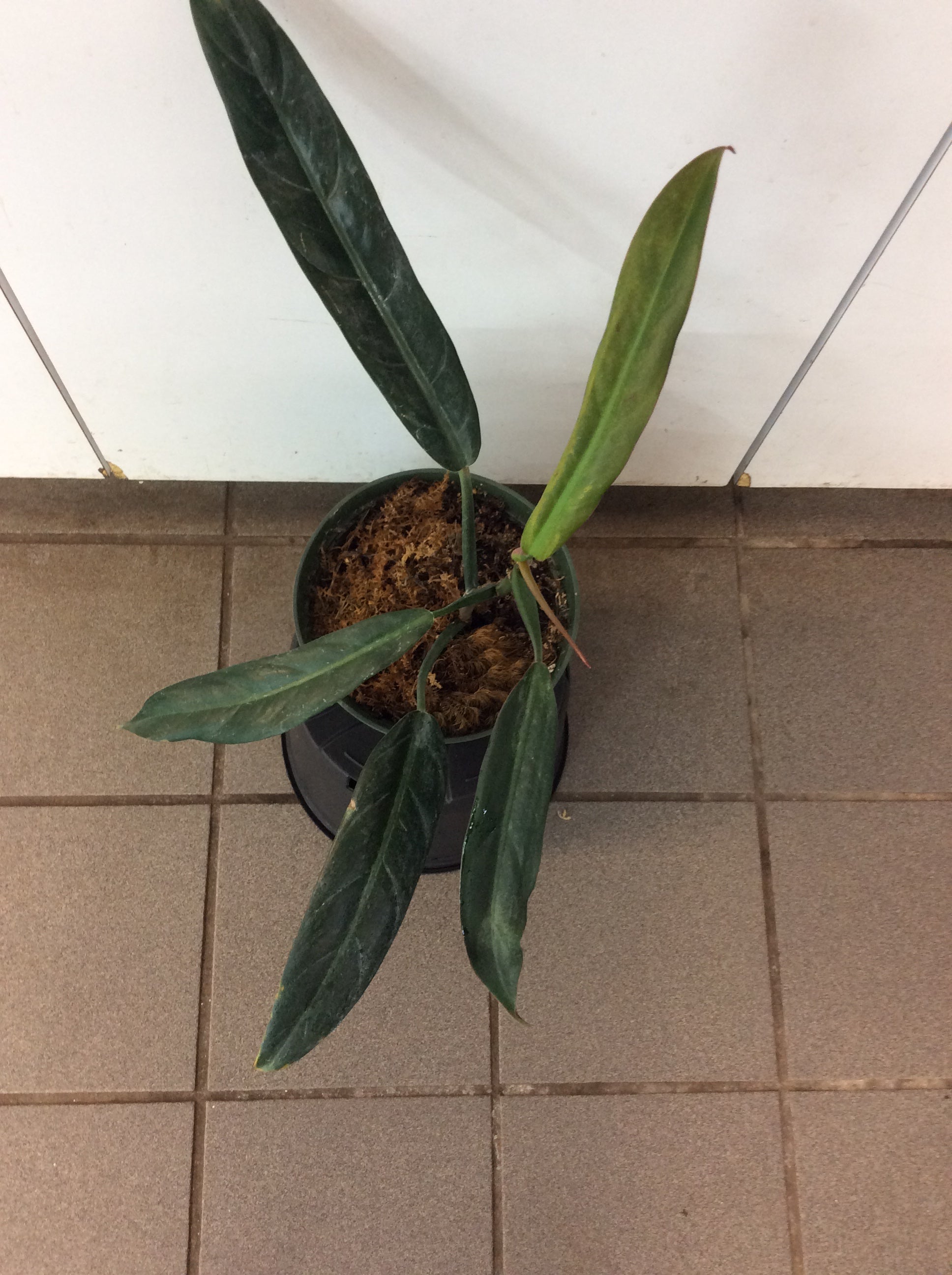 philodendron bicolour Philodendron Bicolor