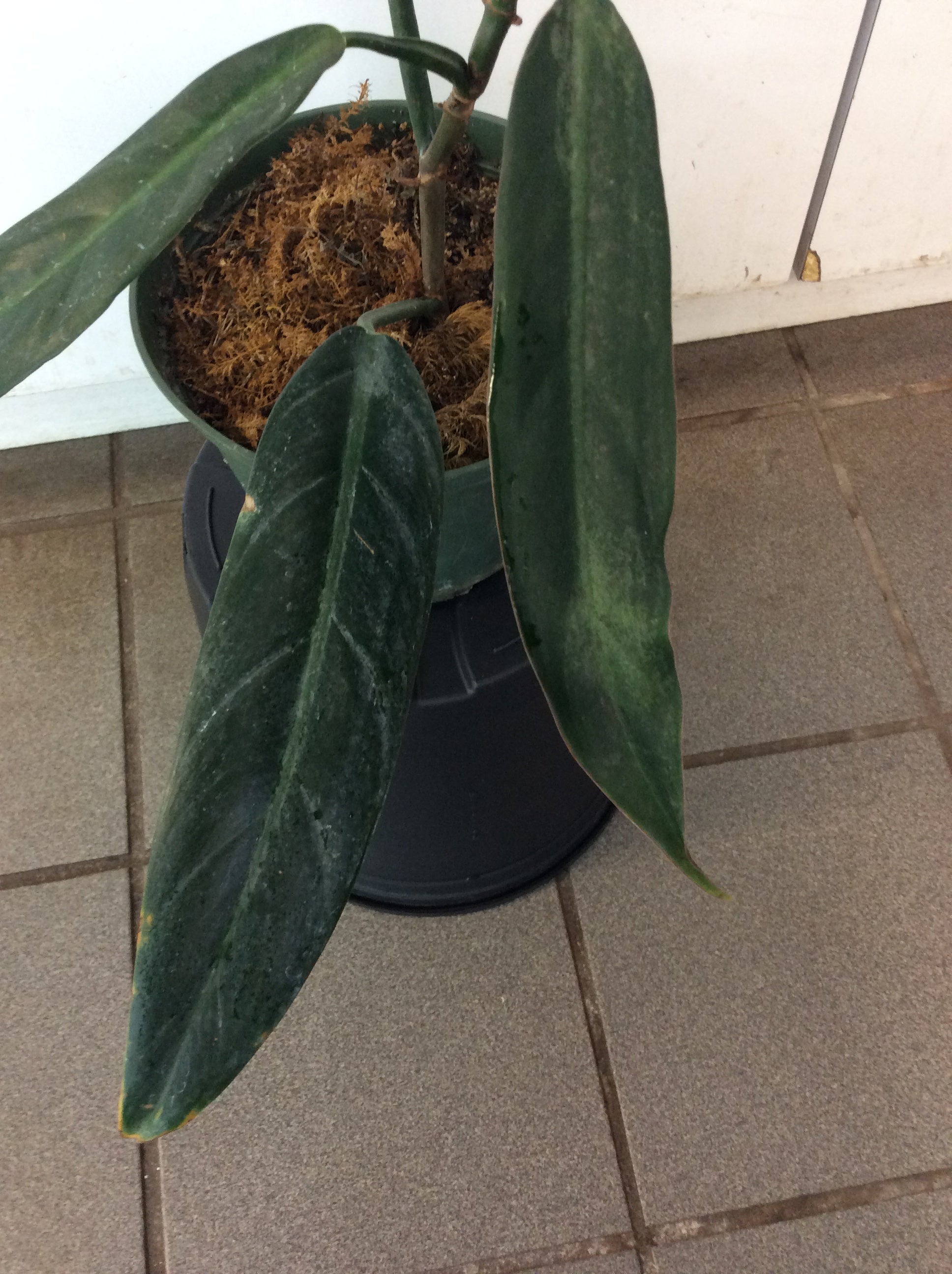 bicolor philodendron Philodendron Bicolor