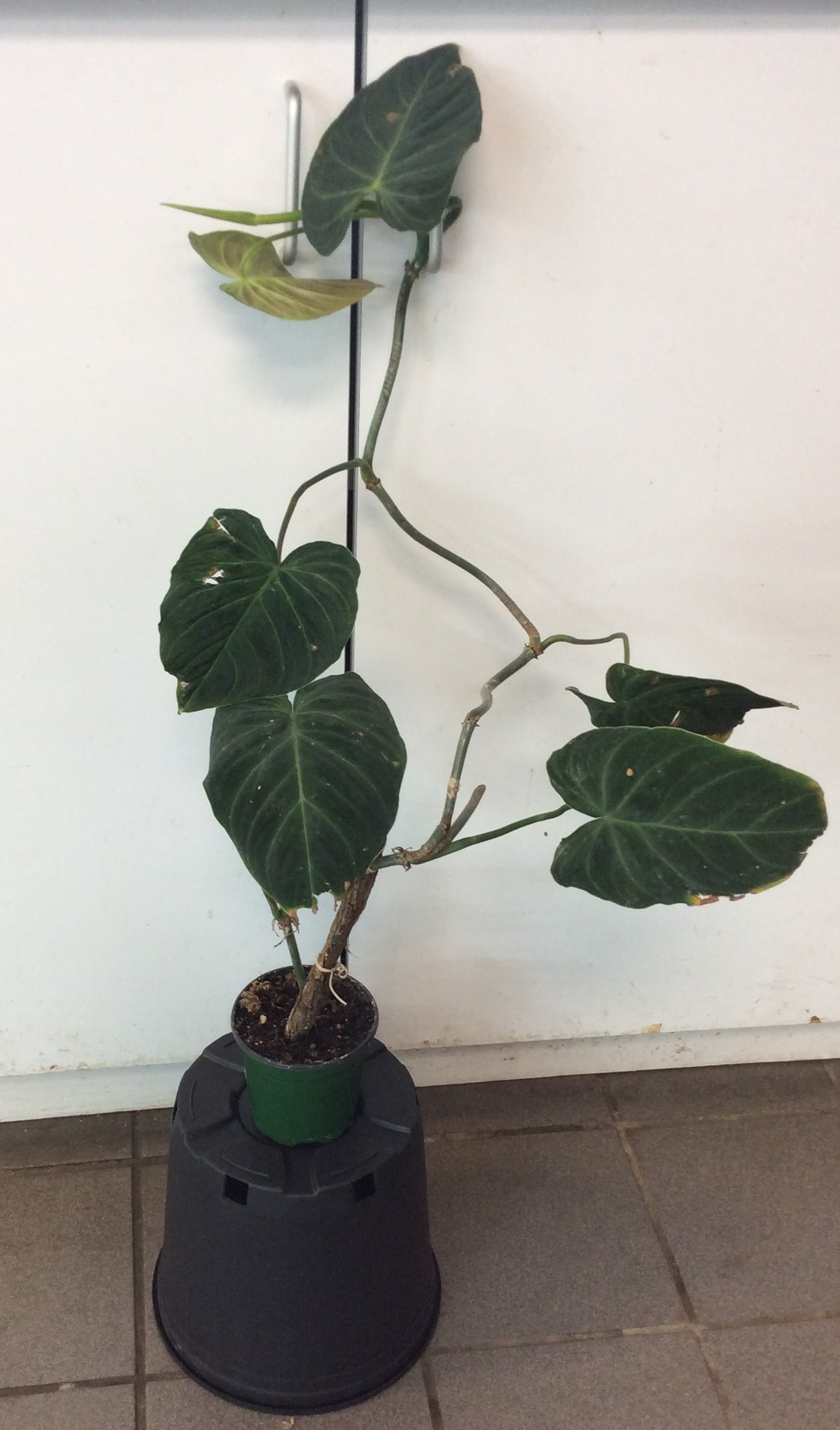 Philodendron 'Splendid'