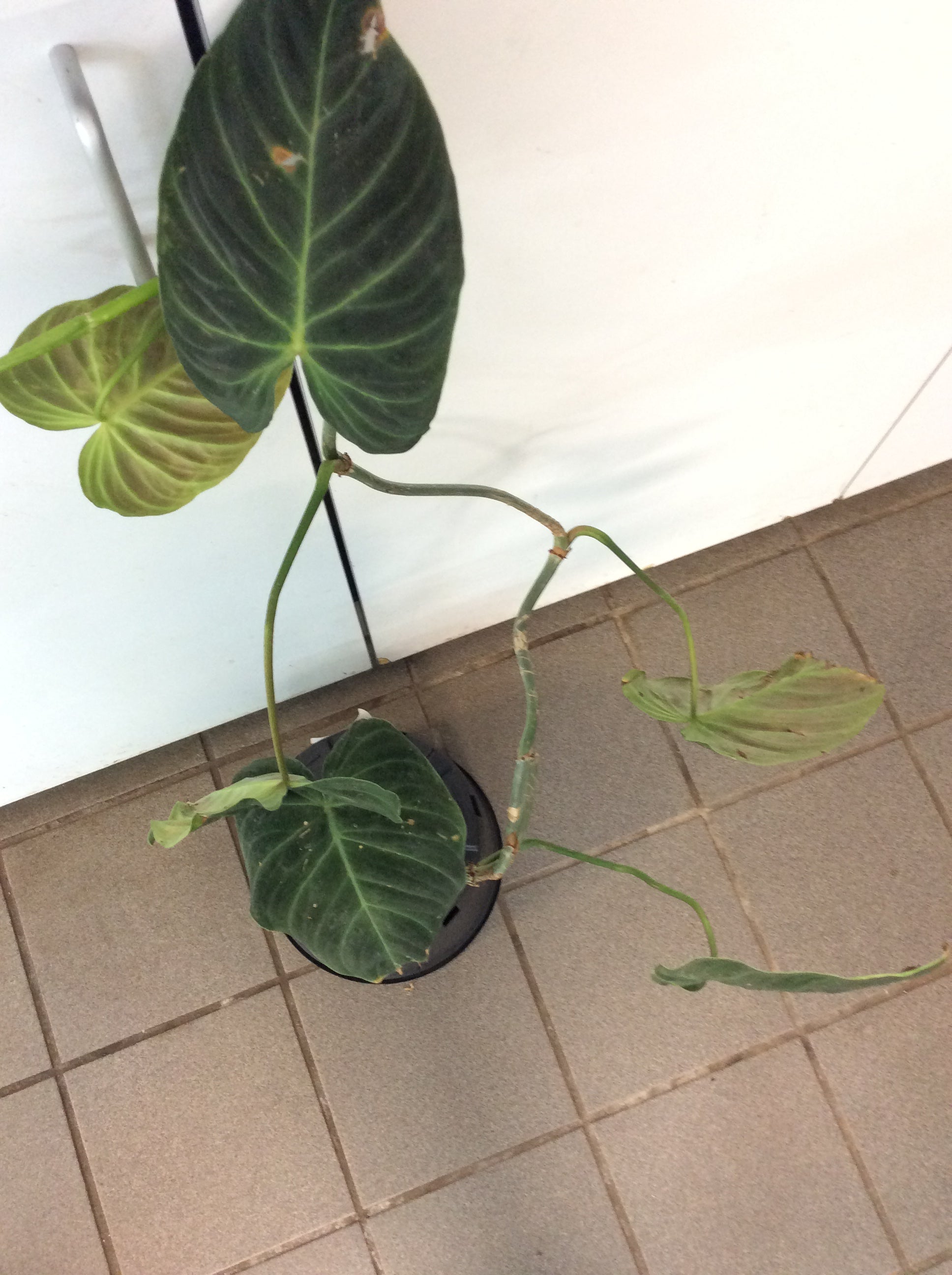 Philodendron 'Splendid'