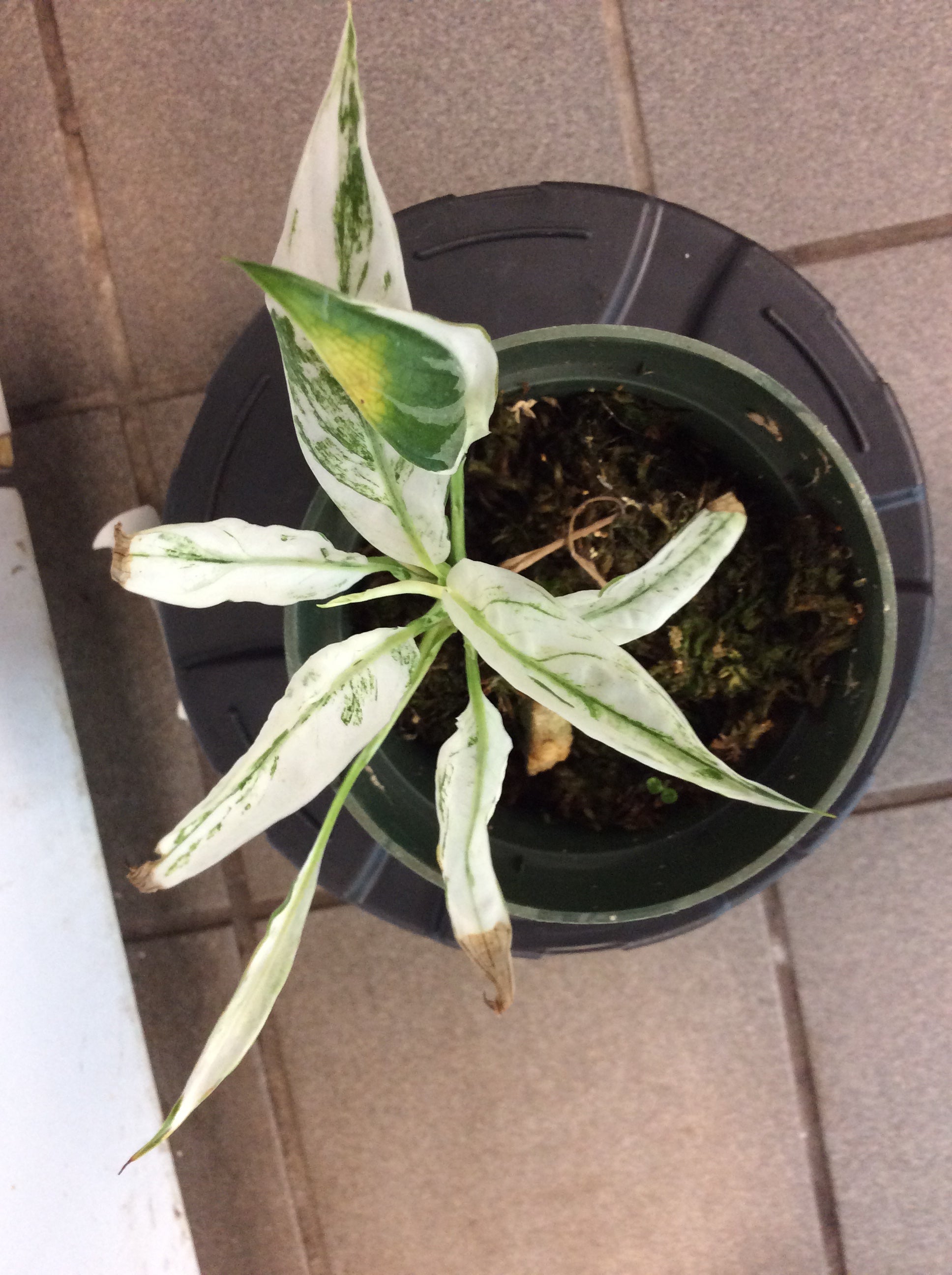 Spathiphyllum Picasso