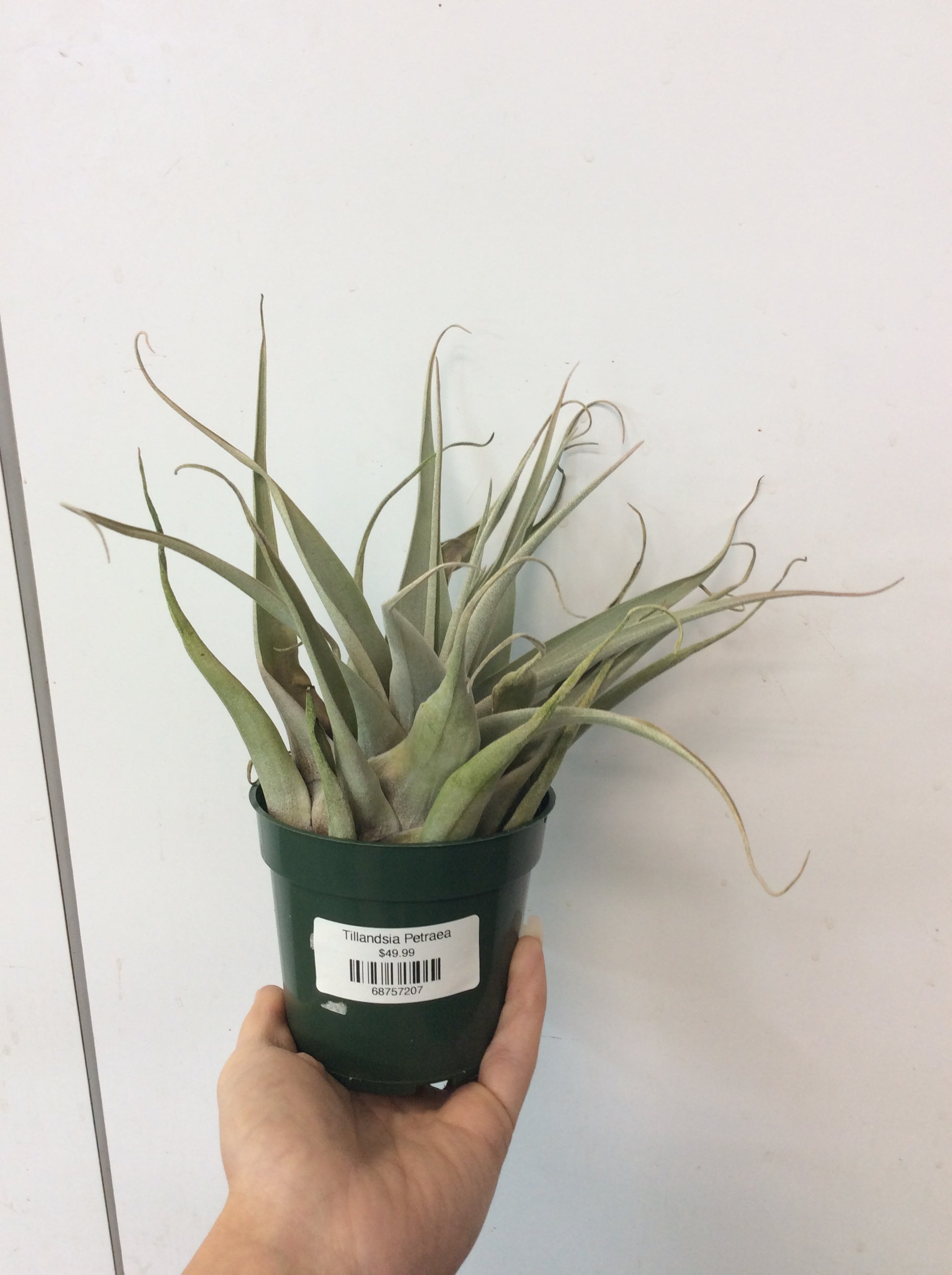 Tillandsia Petraea