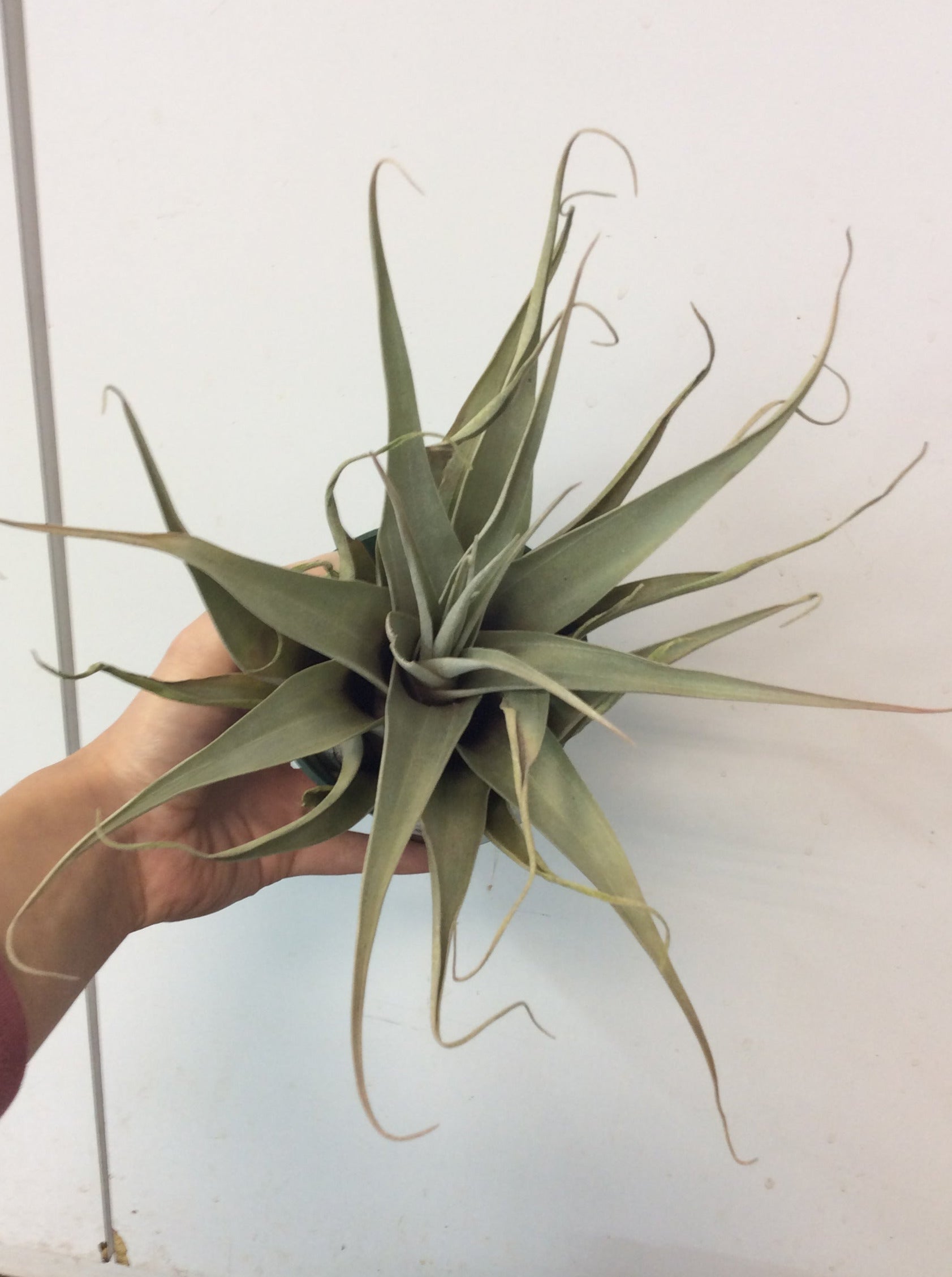 Tillandsia Petraea