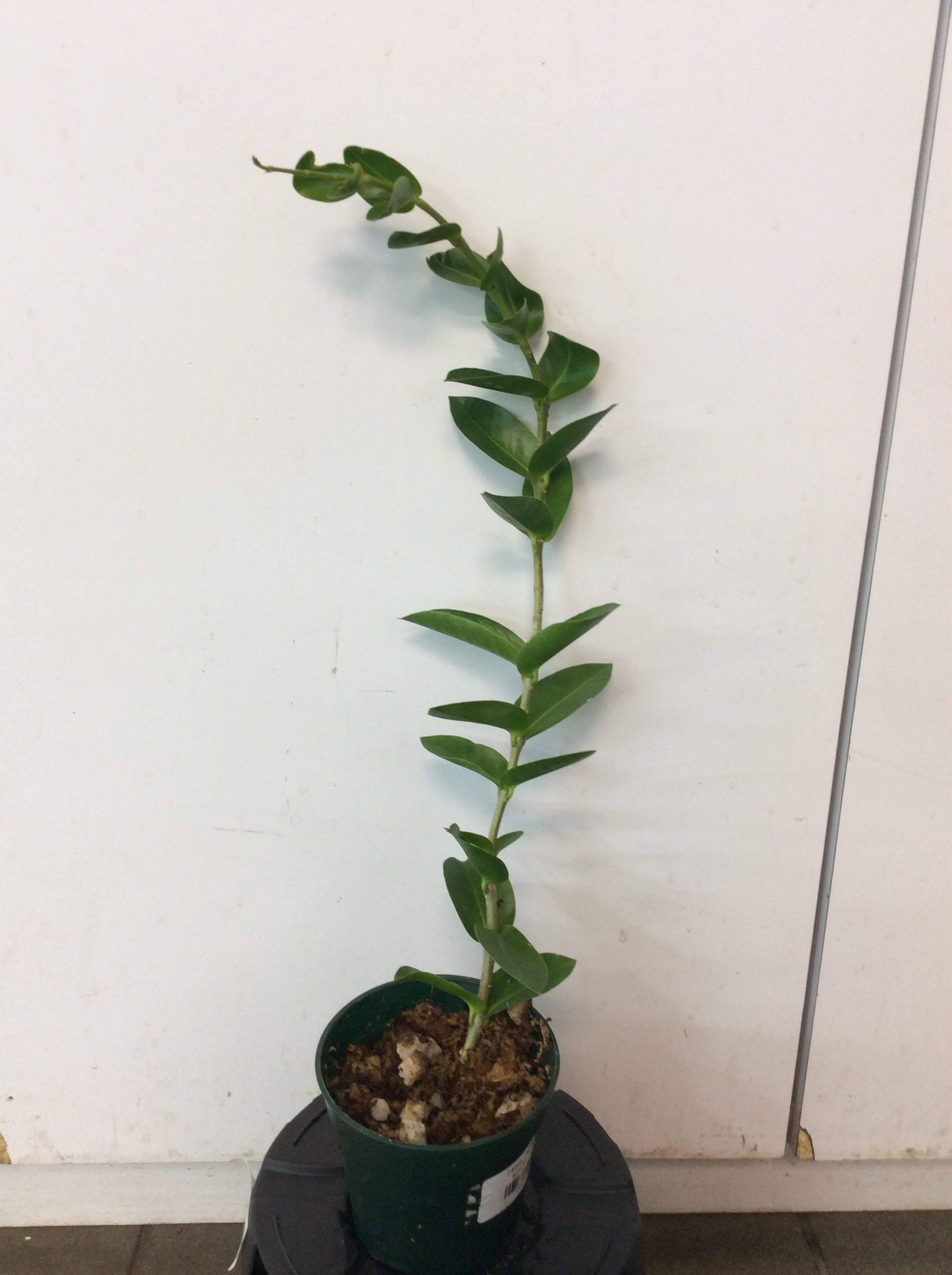 Hoya Densiflora