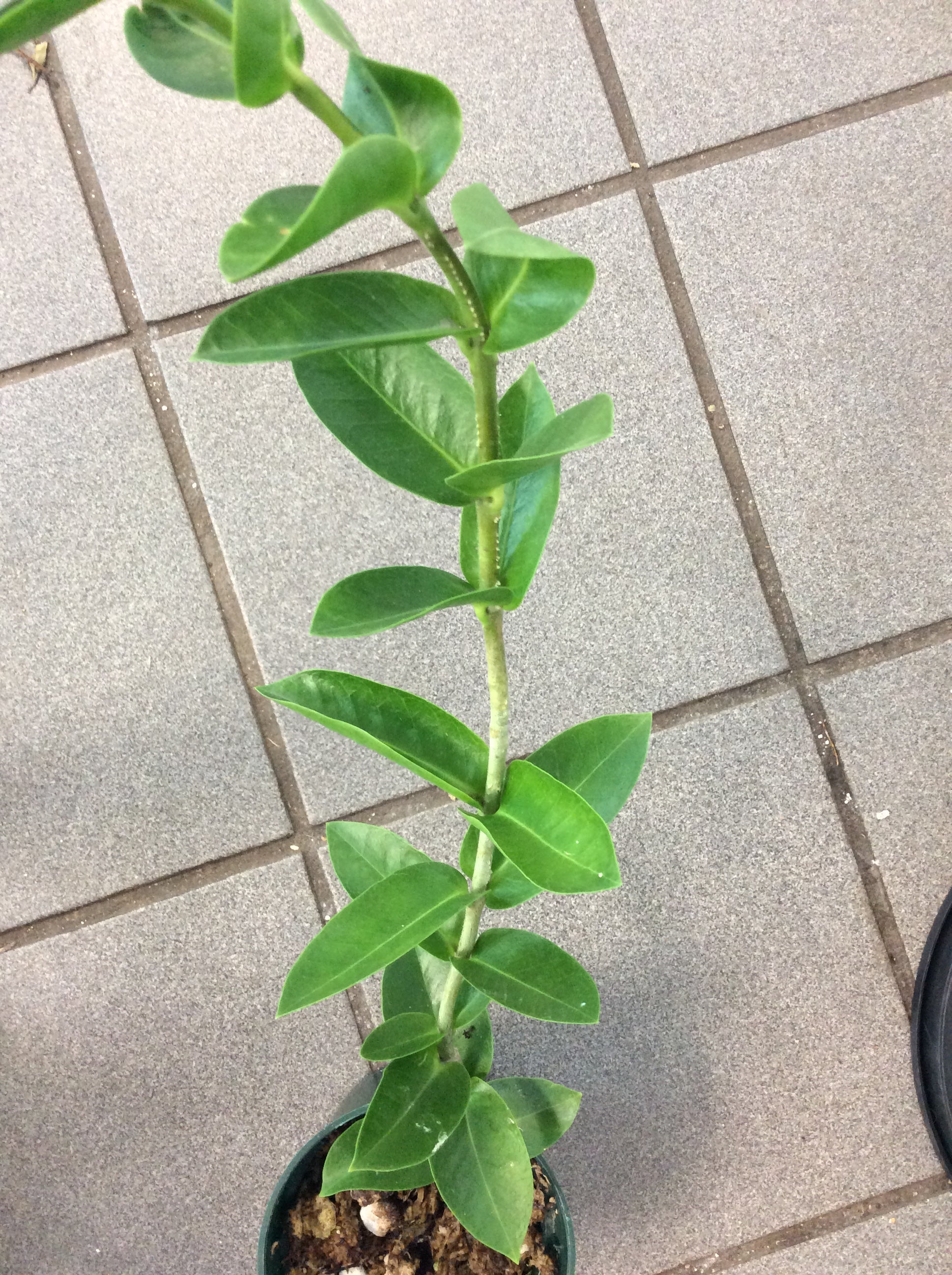 Hoya Densiflora