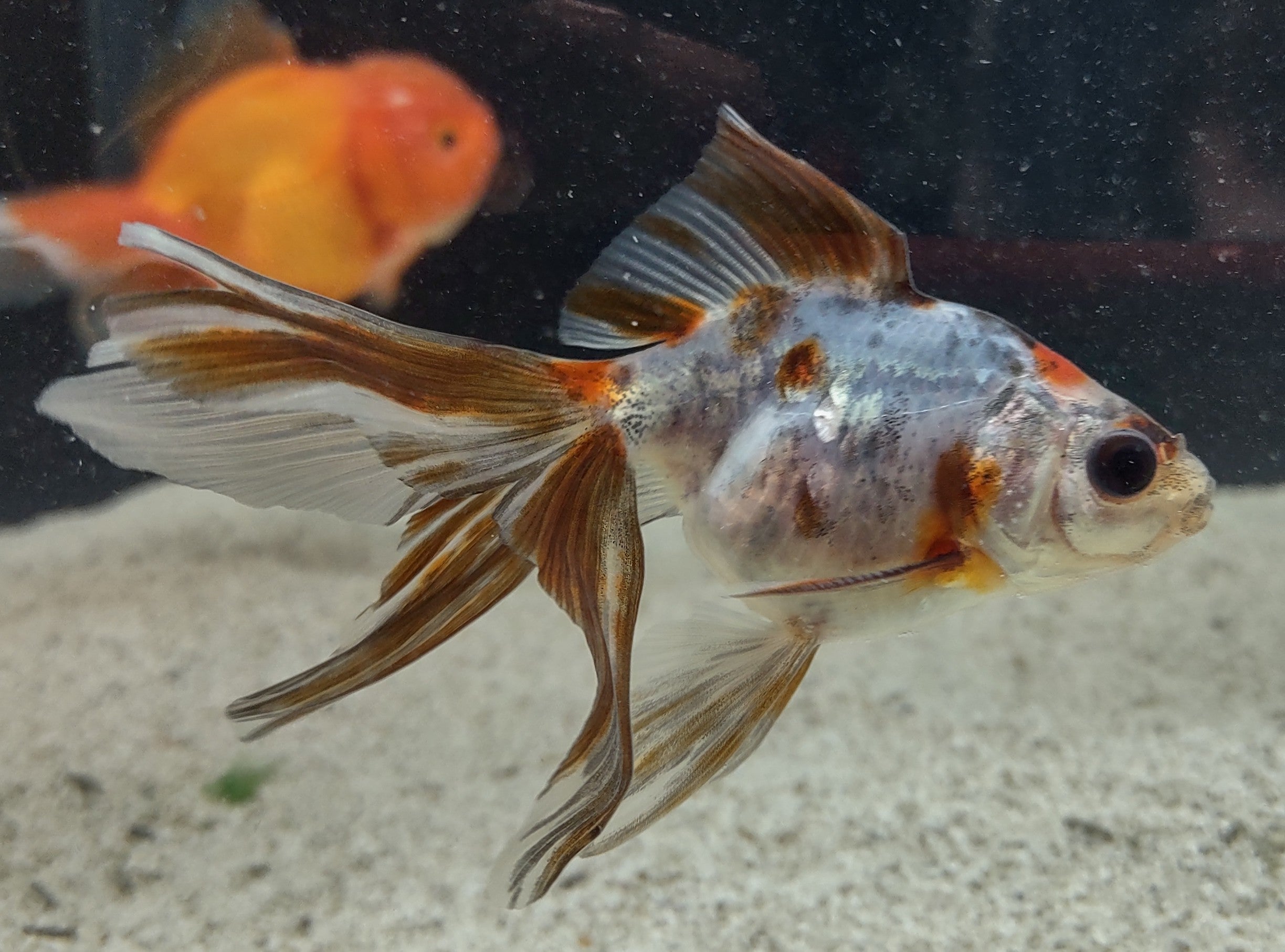 Large Calico Ryukin Goldfish
