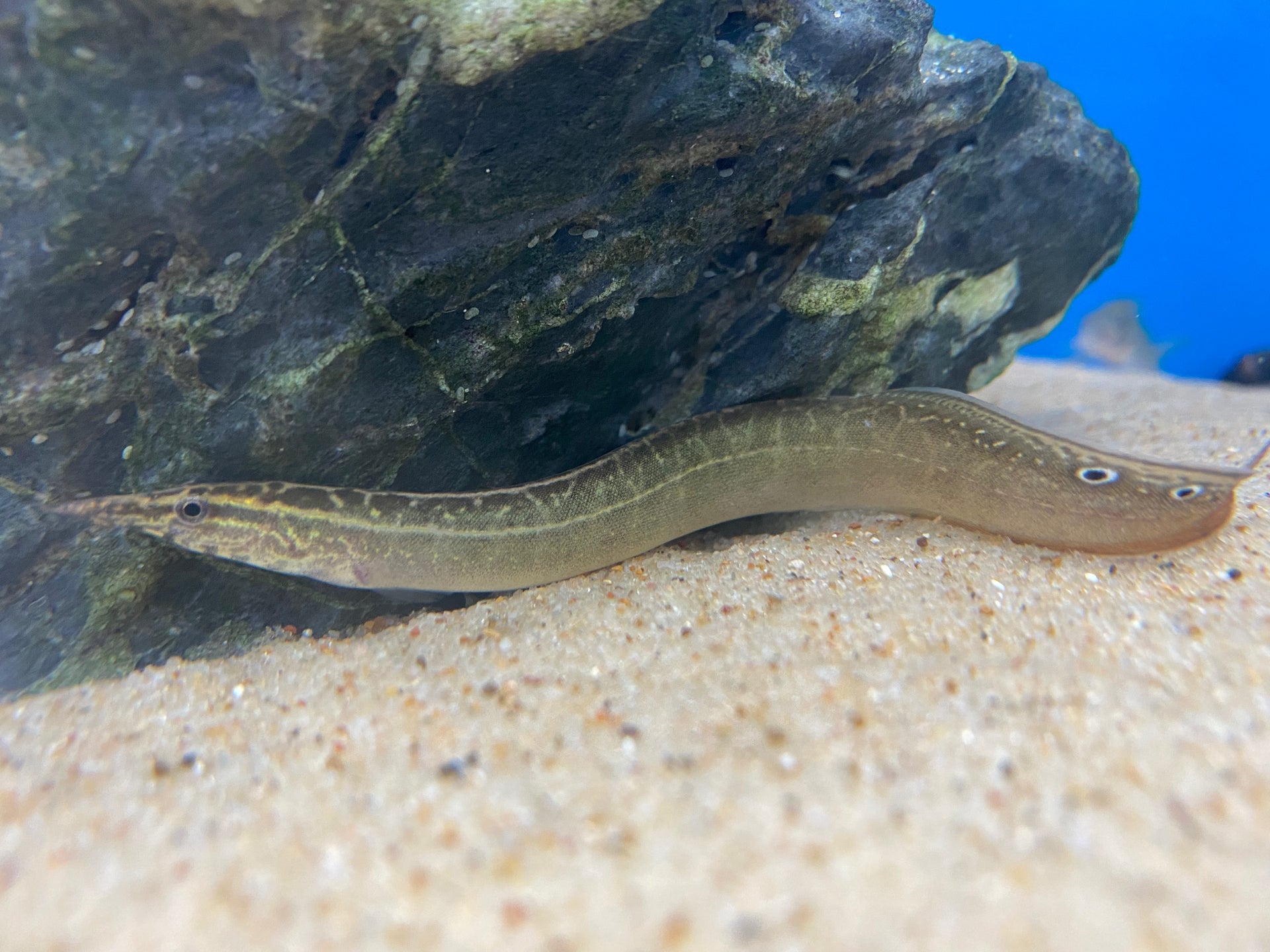 Peacock Eel - Main Image