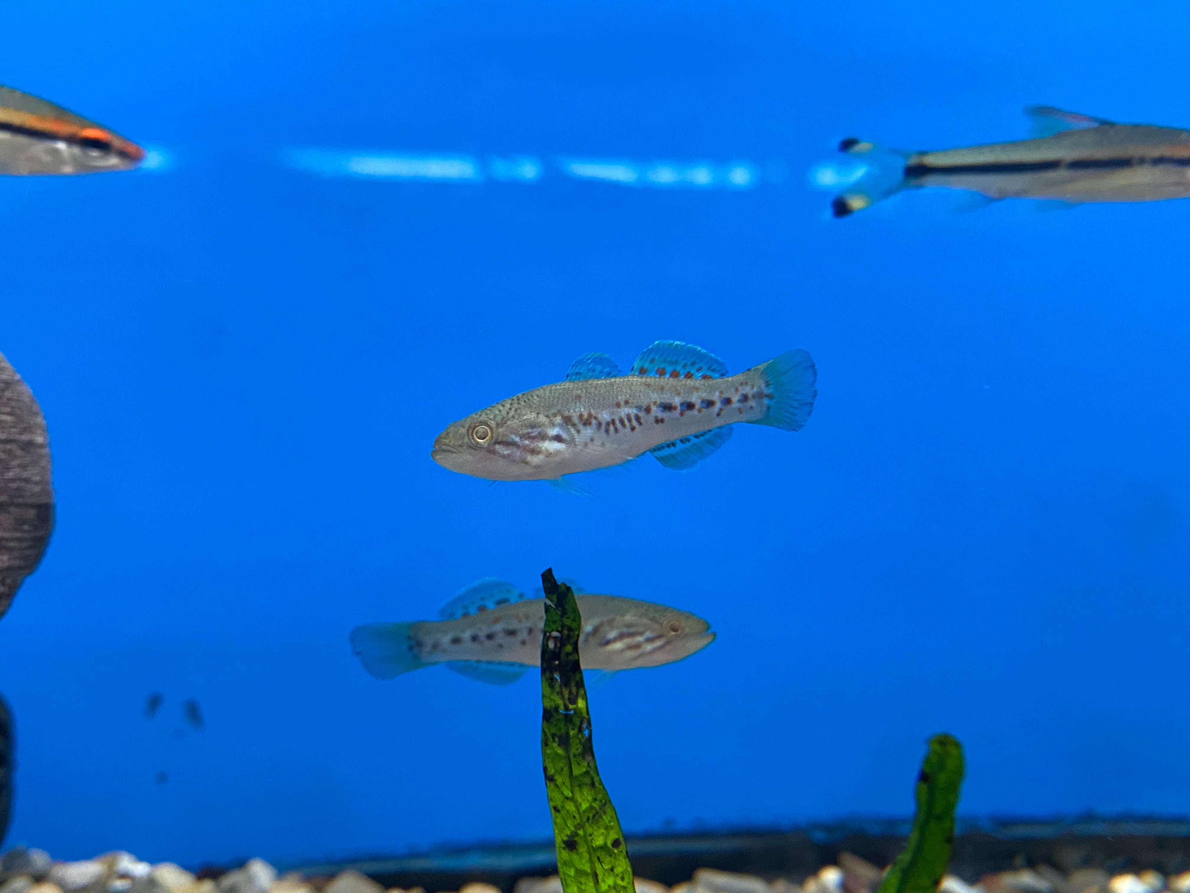 Northern Purple-Spotted Gudgeon