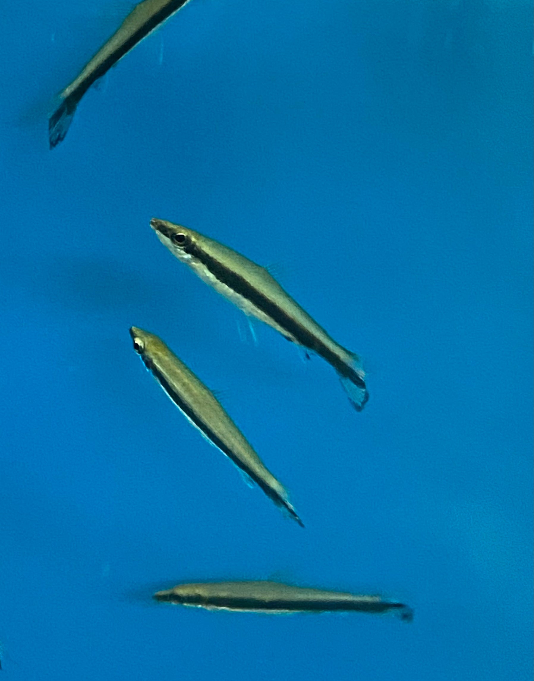 One-Lined Pencilfish