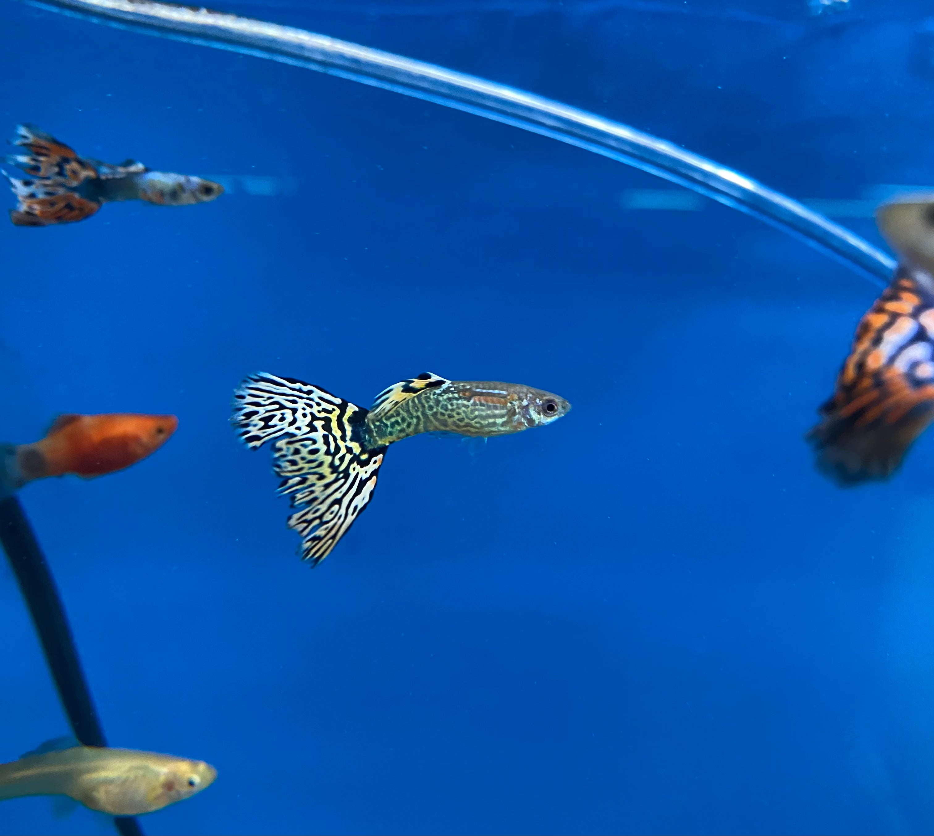 Cobra hot sale guppy care