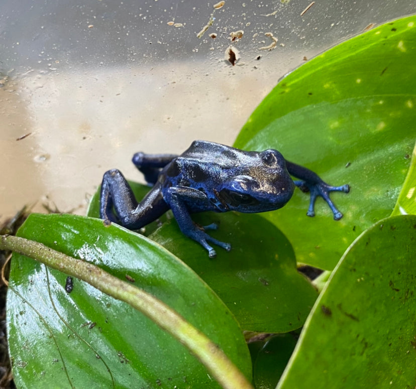 Dendrobates tinctorius 'Koetari River' CBB