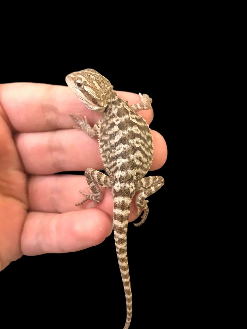 Bearded Dragon (Normal)