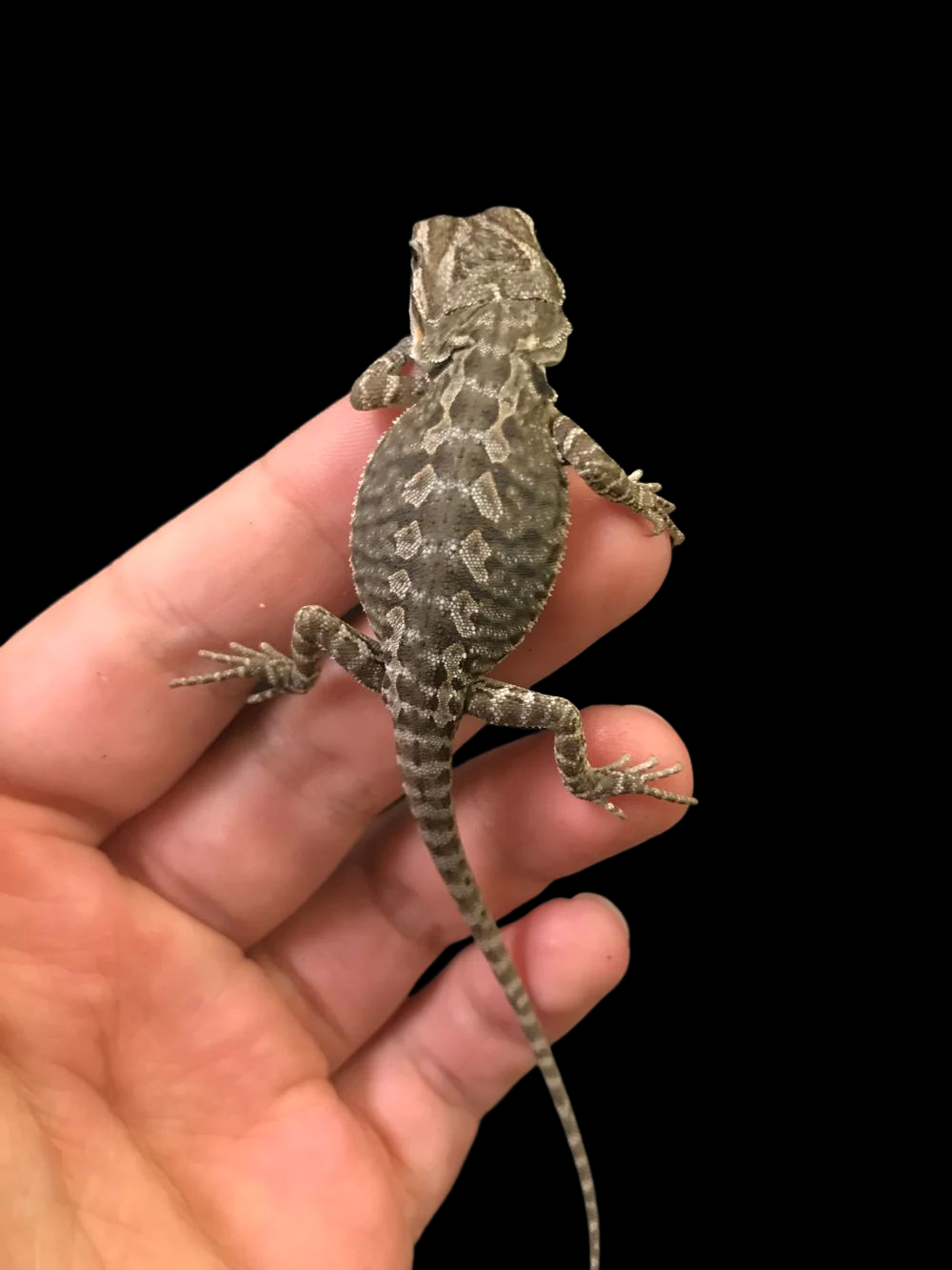 Bearded Dragon (Normal)