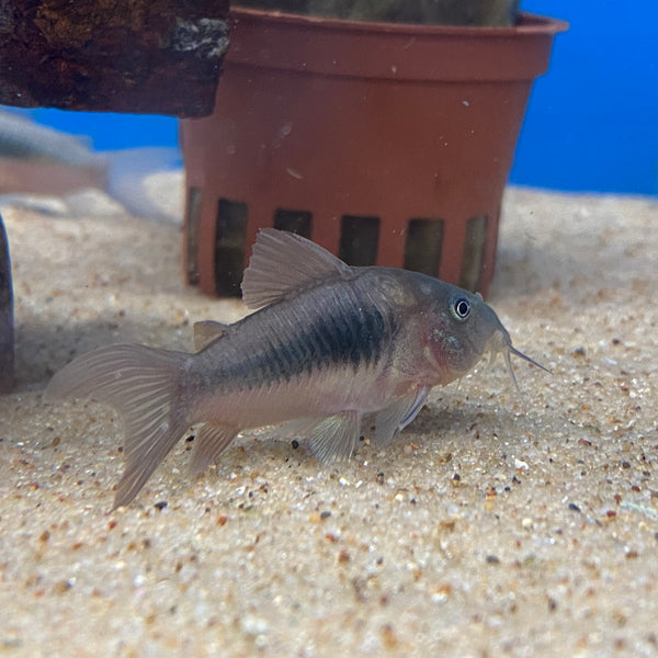 Bronze online corydoras care