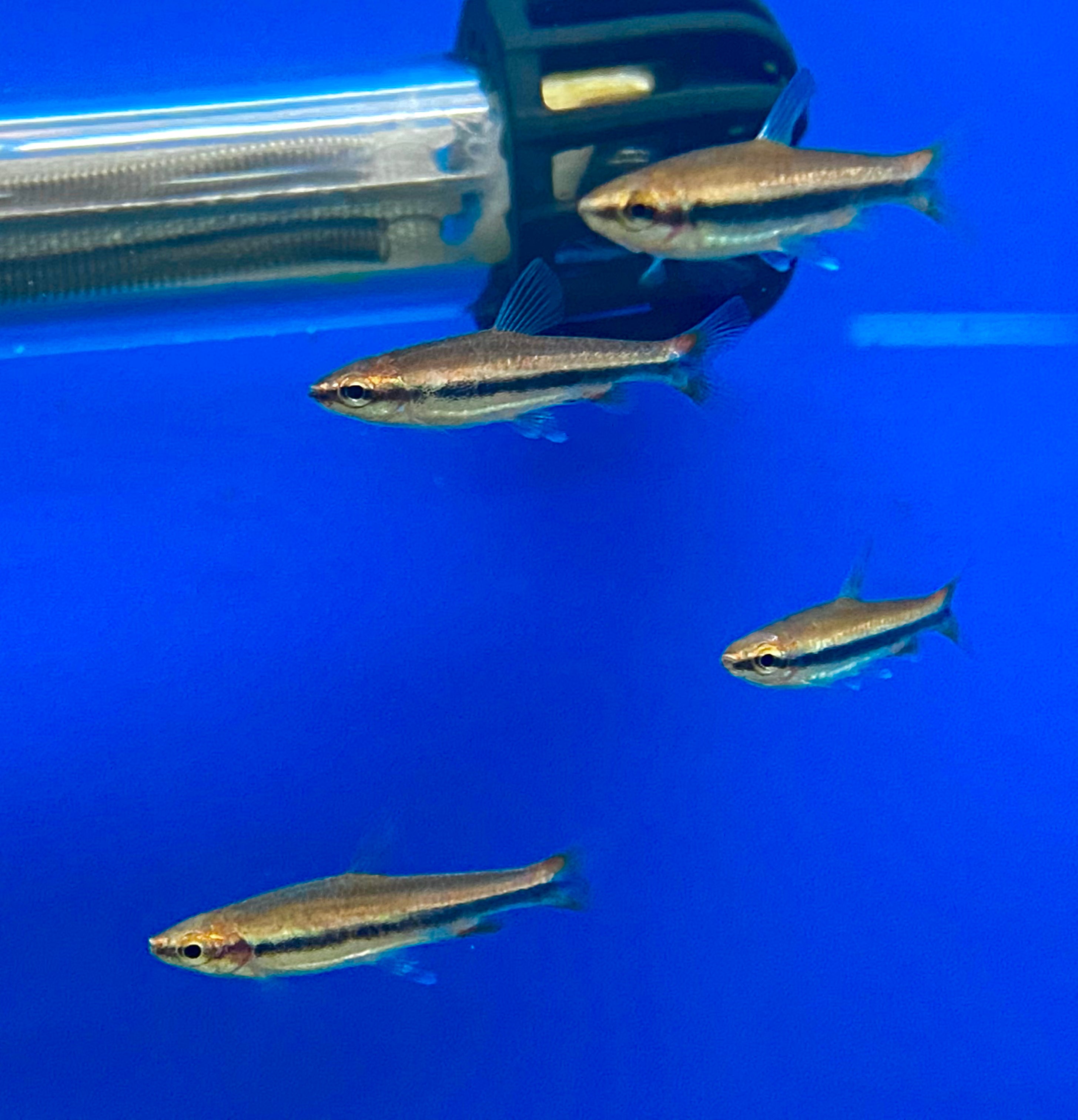 Beckford's Pencilfish