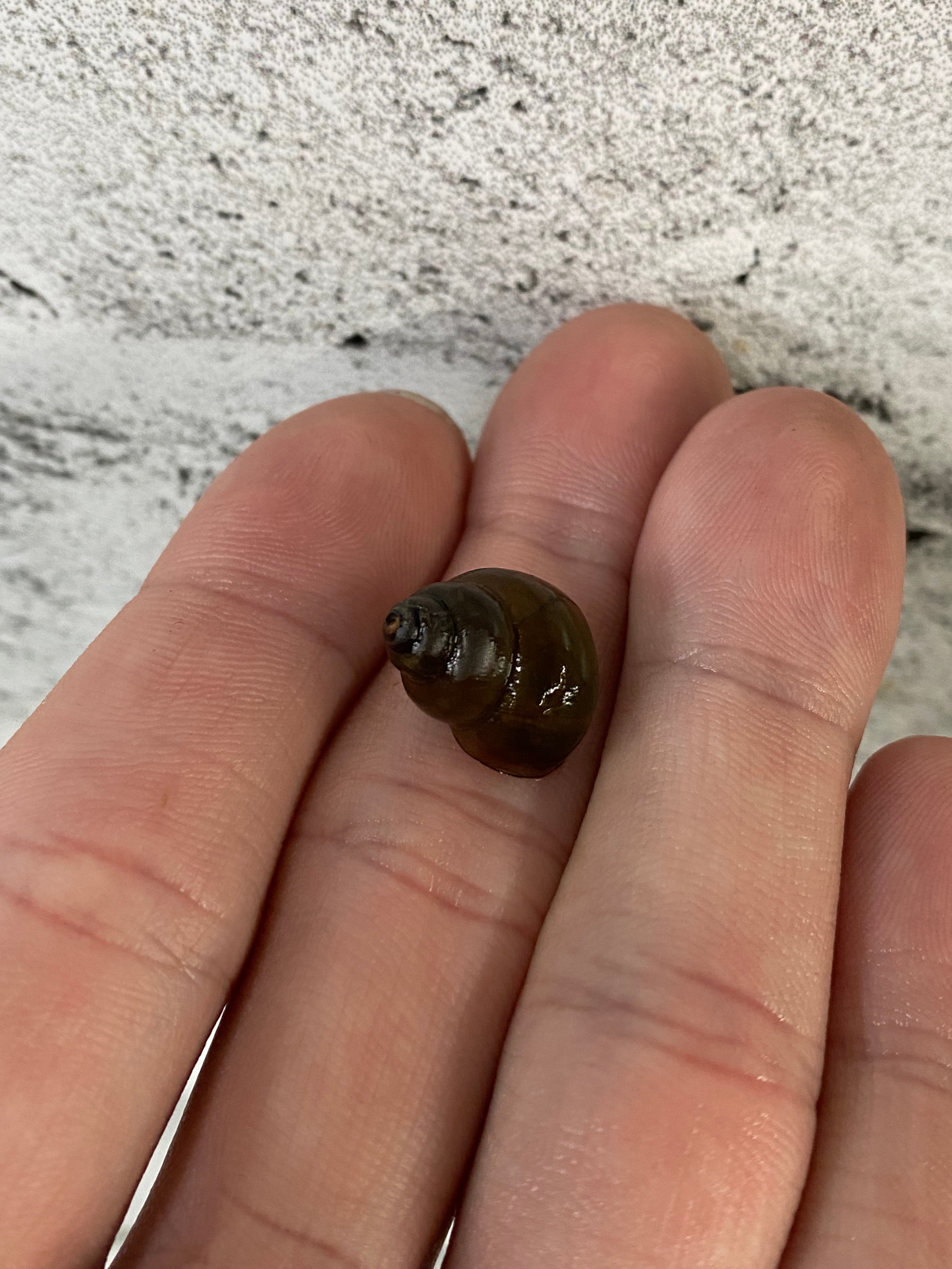 Trapdoor Snail