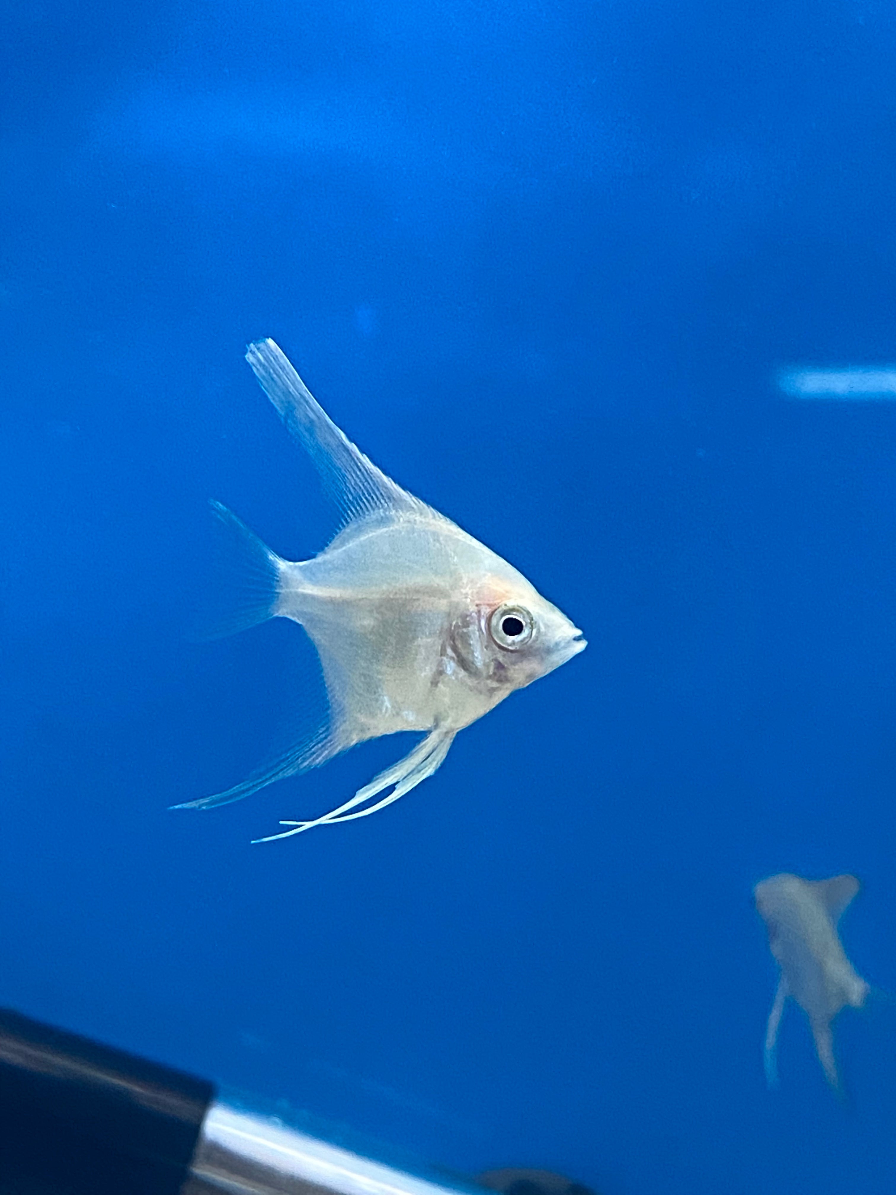 Assorted Baby Angelfish