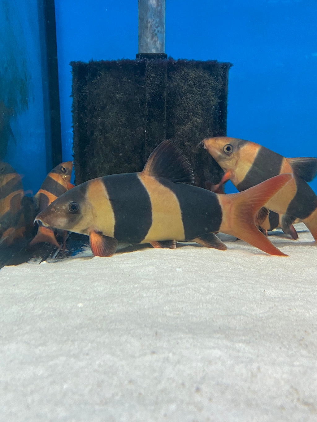 Loach fish best sale for sale