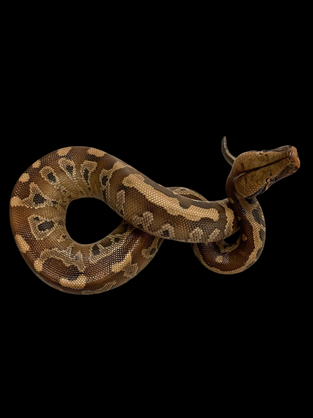 Blood Python (Normal)