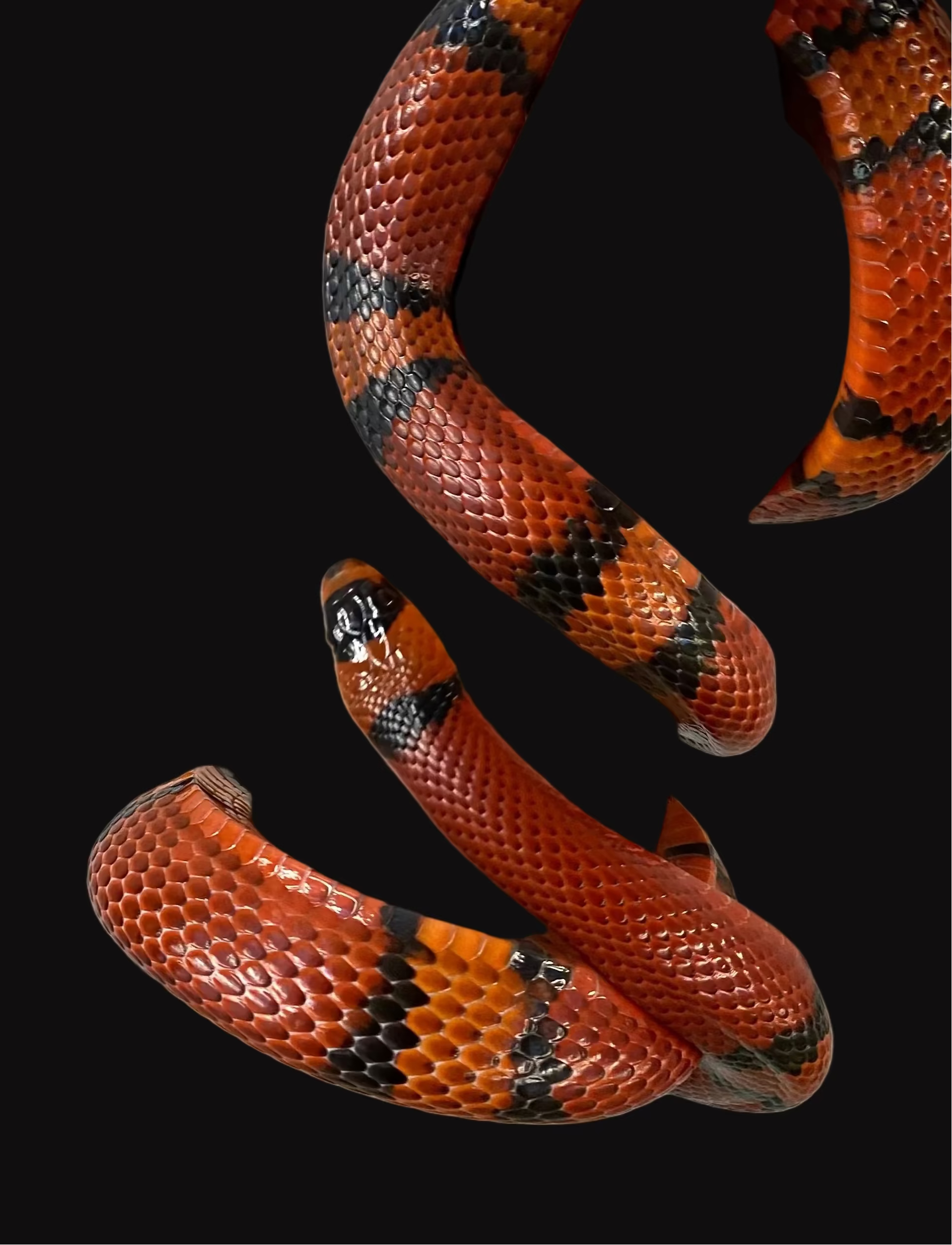 Honduran Milksnake (Tangerine)