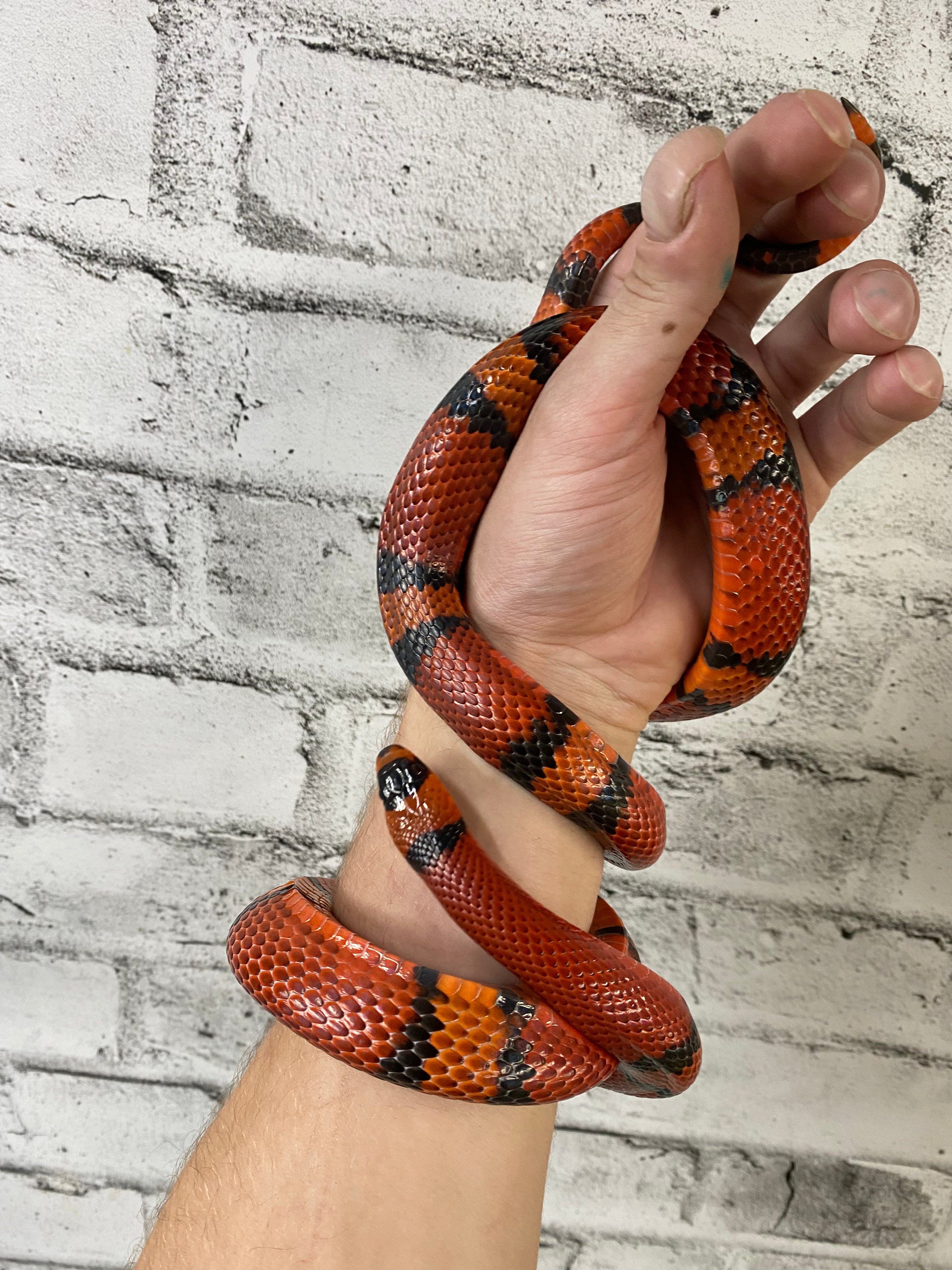 Honduran Milksnake (Tangerine) Female