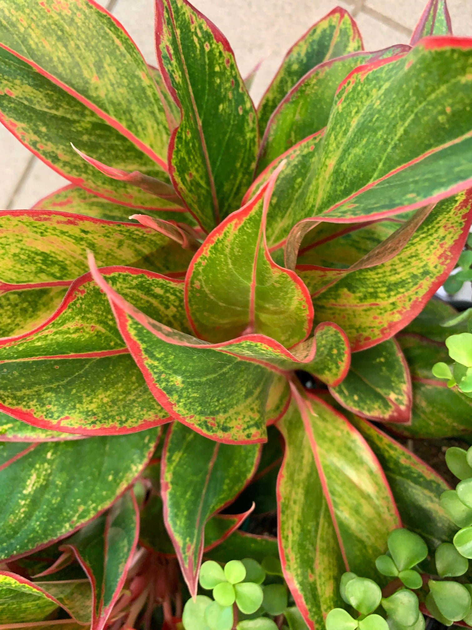 Aglaonema Red Siam