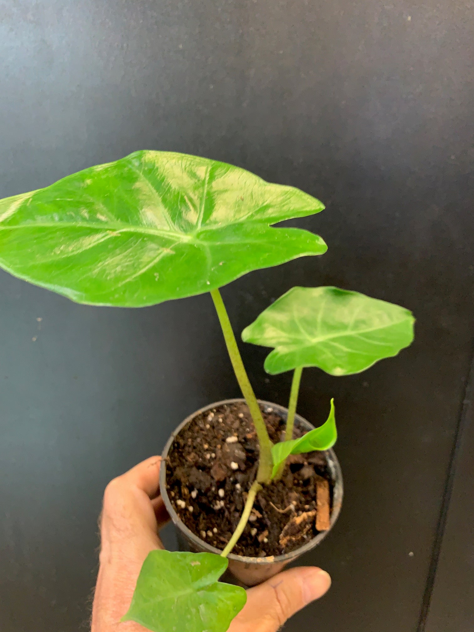 Alocasia Kuching Mask