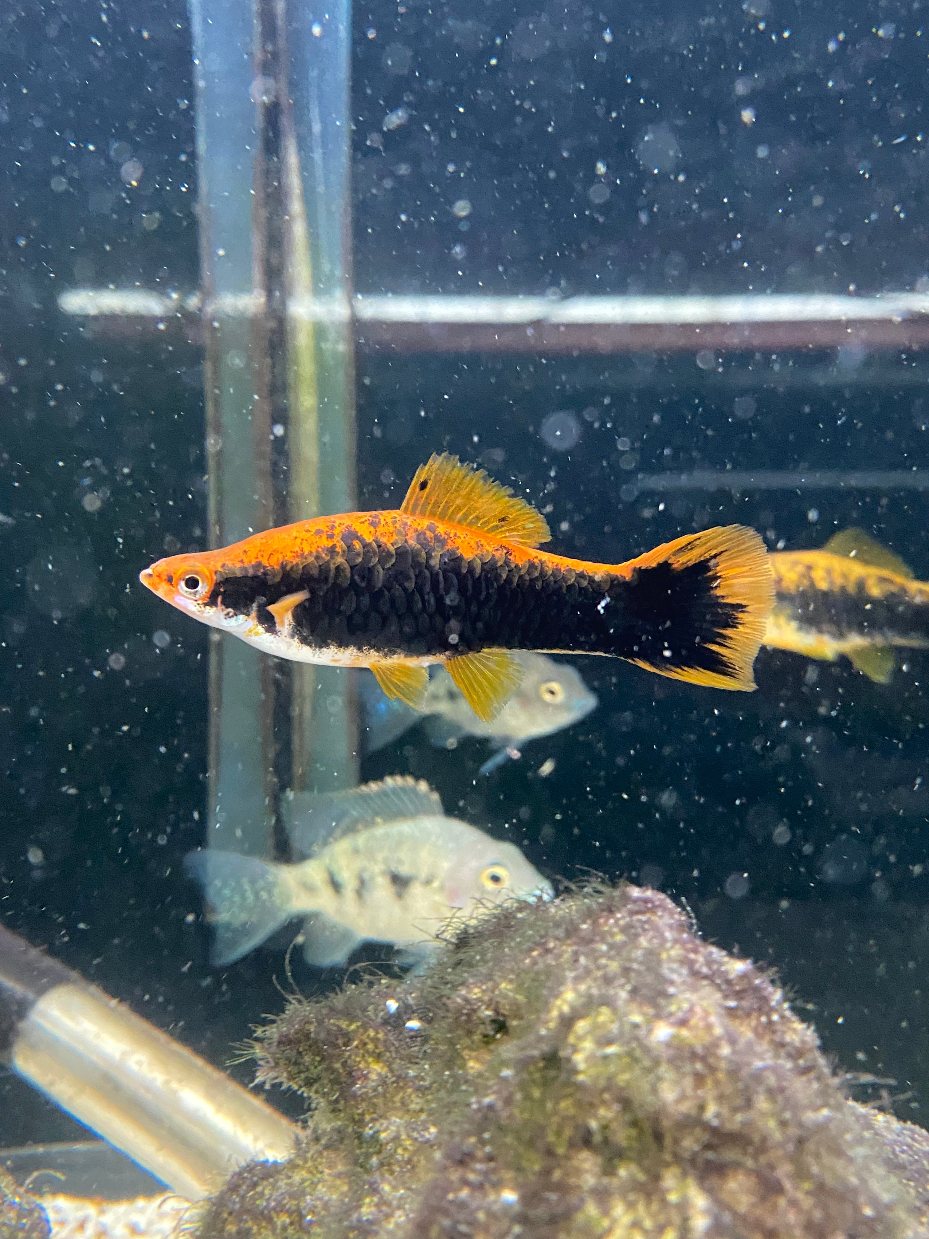 Red Tuxedo Swordtail (Females only)