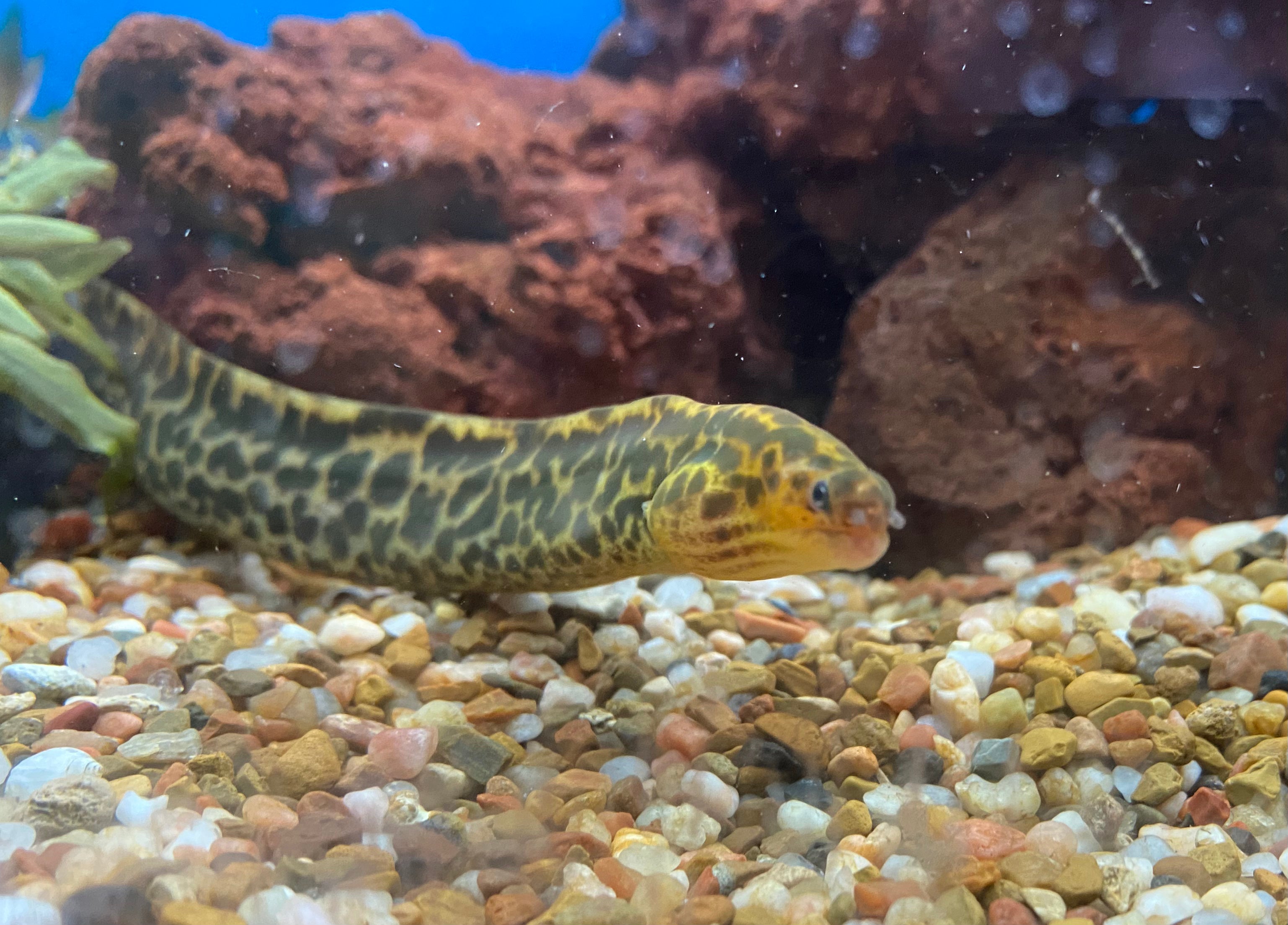 TRUE Freshwater Tiger Moray Eel (No live arrival guarantee)