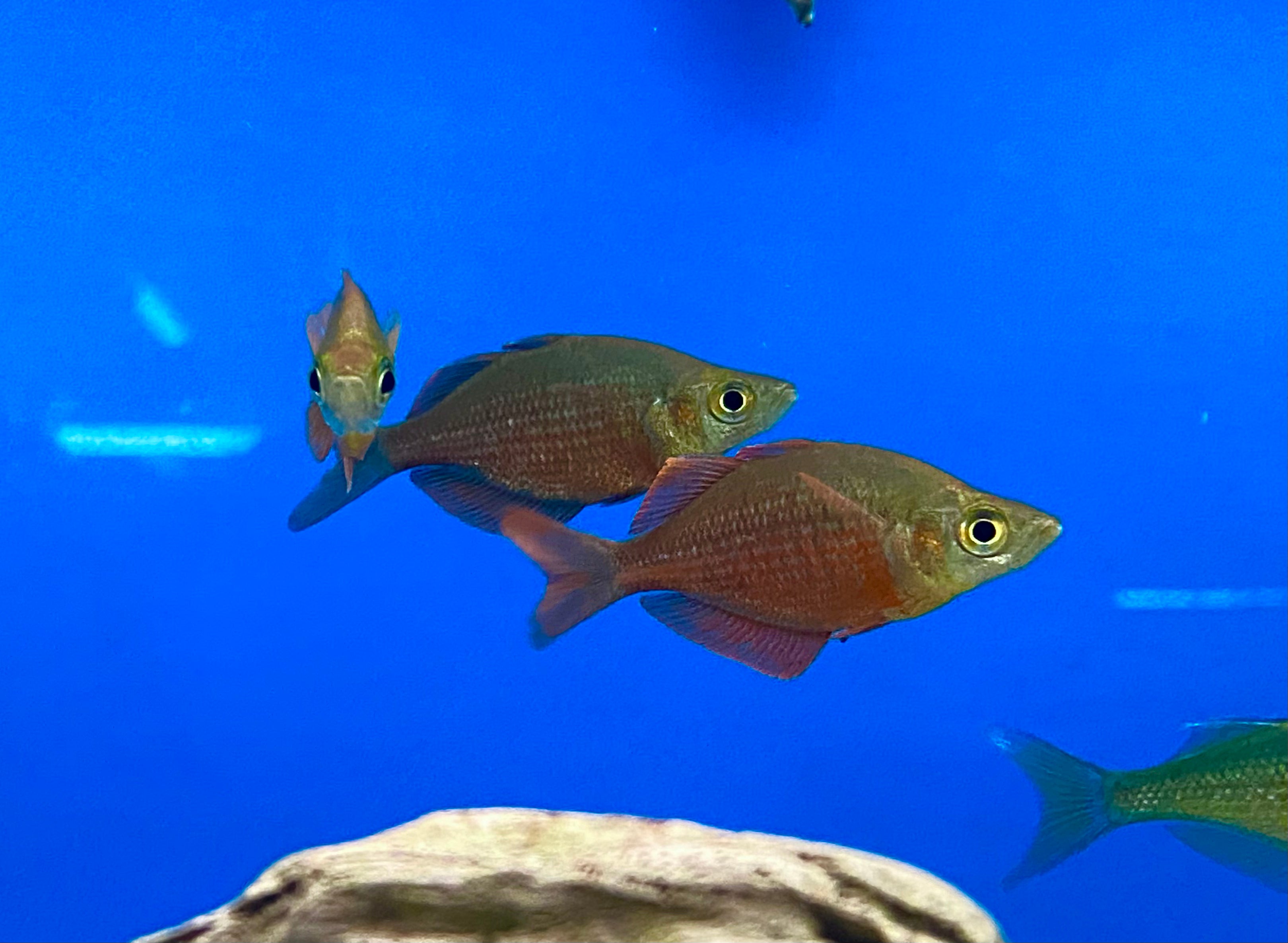 Millennium Rainbowfish