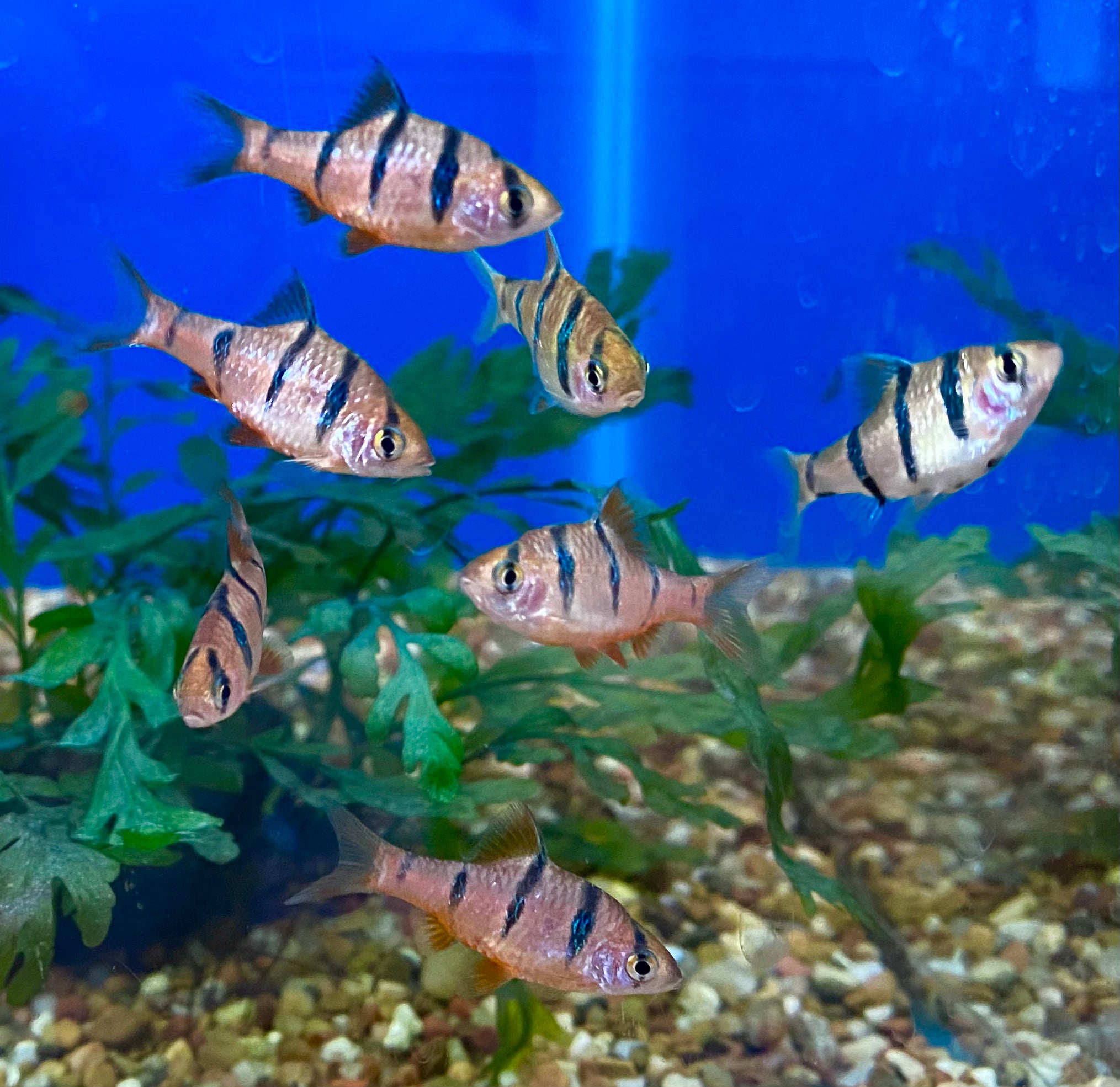 Five-Banded Barbs