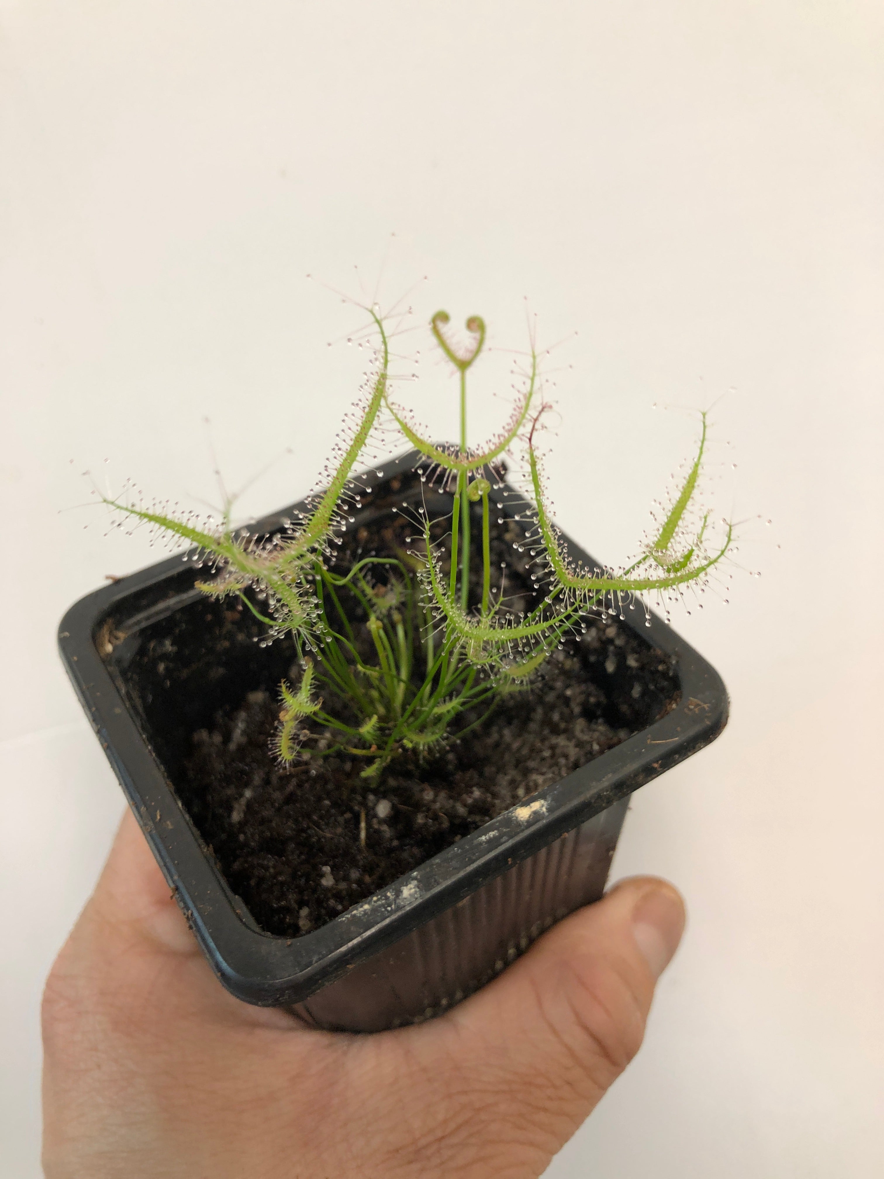 Drosera Binata