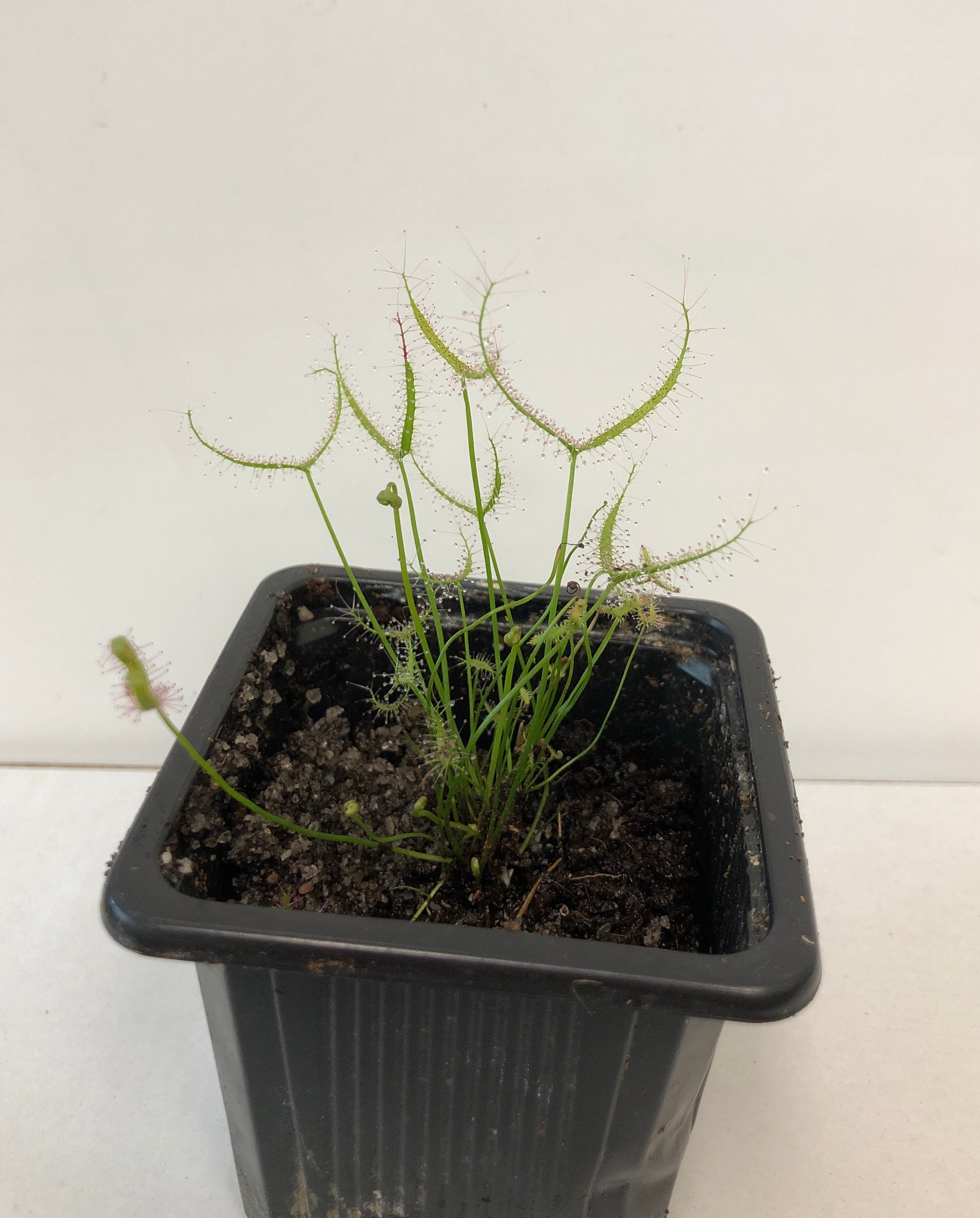 Drosera Binata