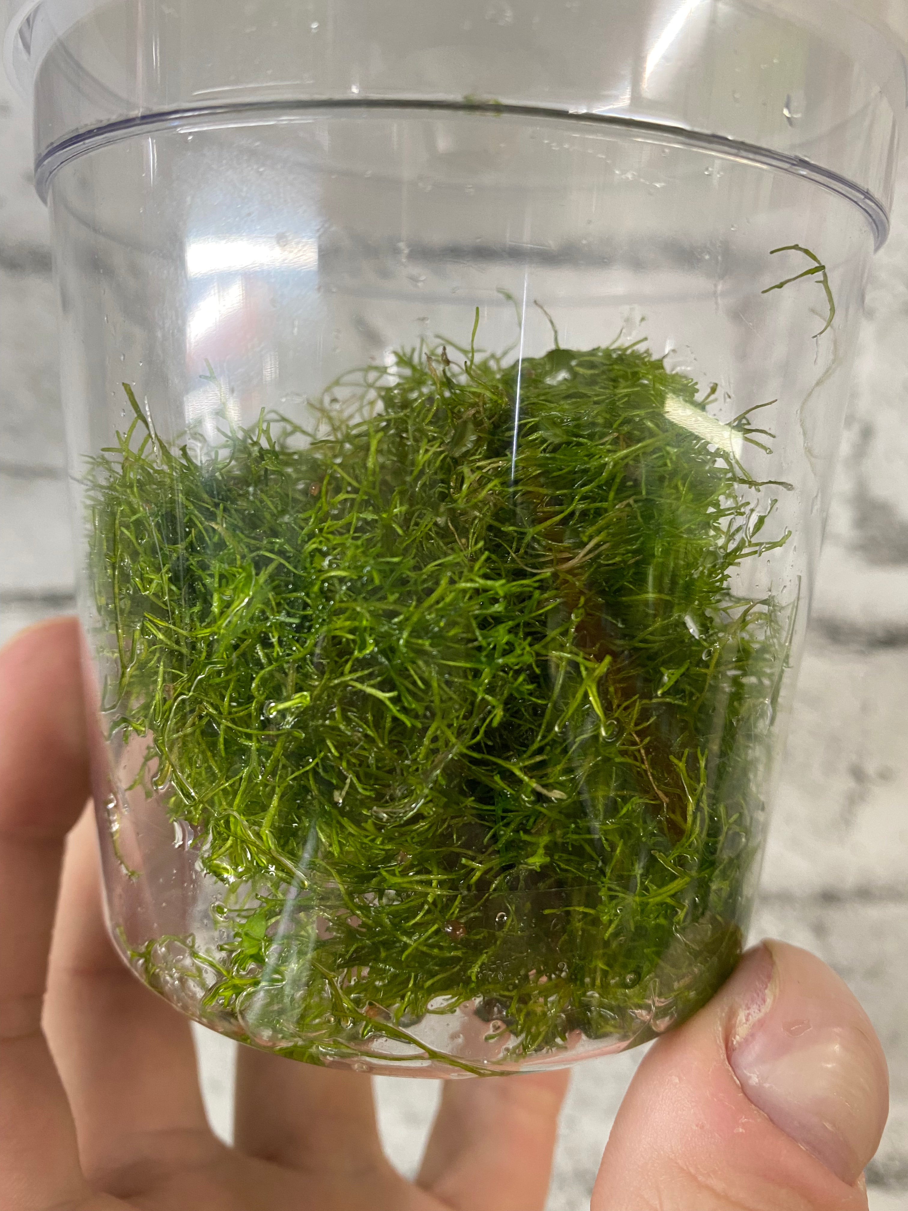 Riccia fluitans (Locally Grown)