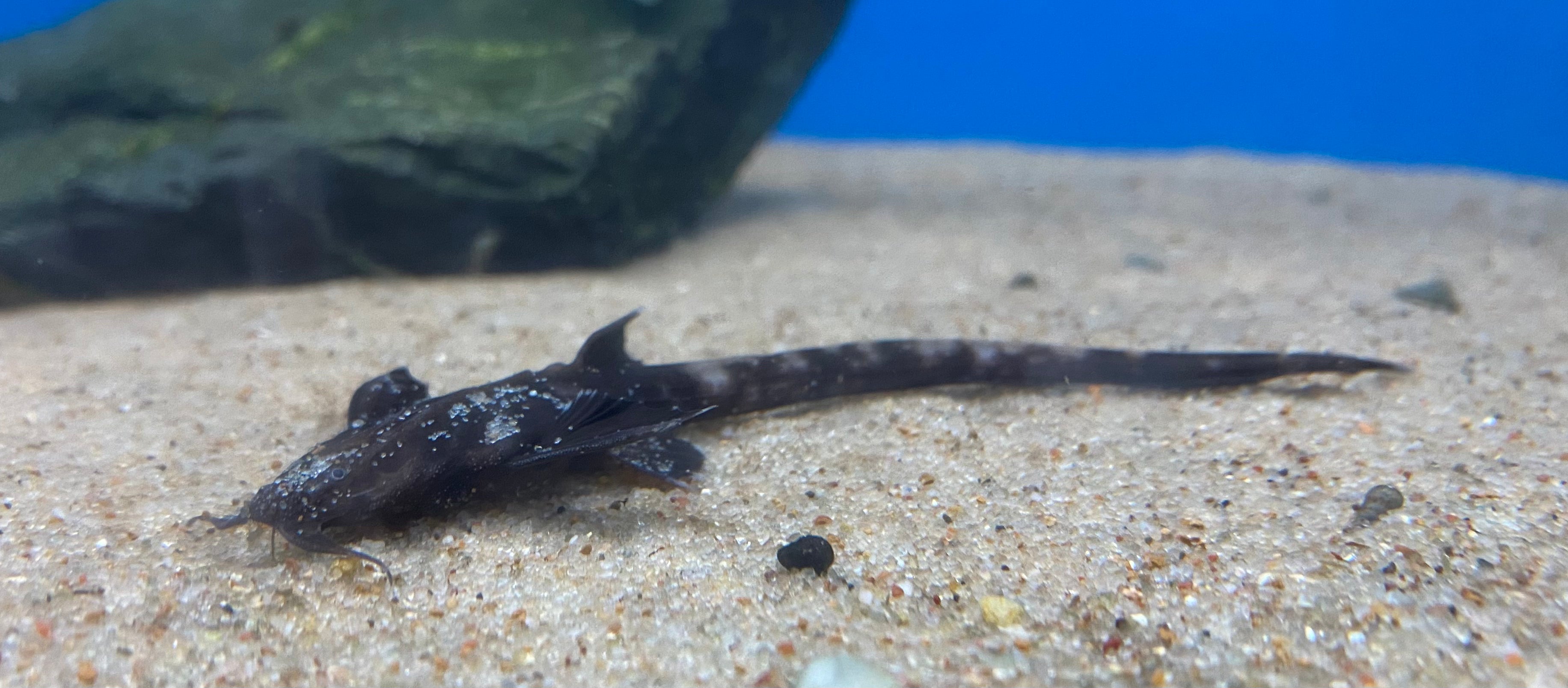 Mottled Eel-Banjo Catfish