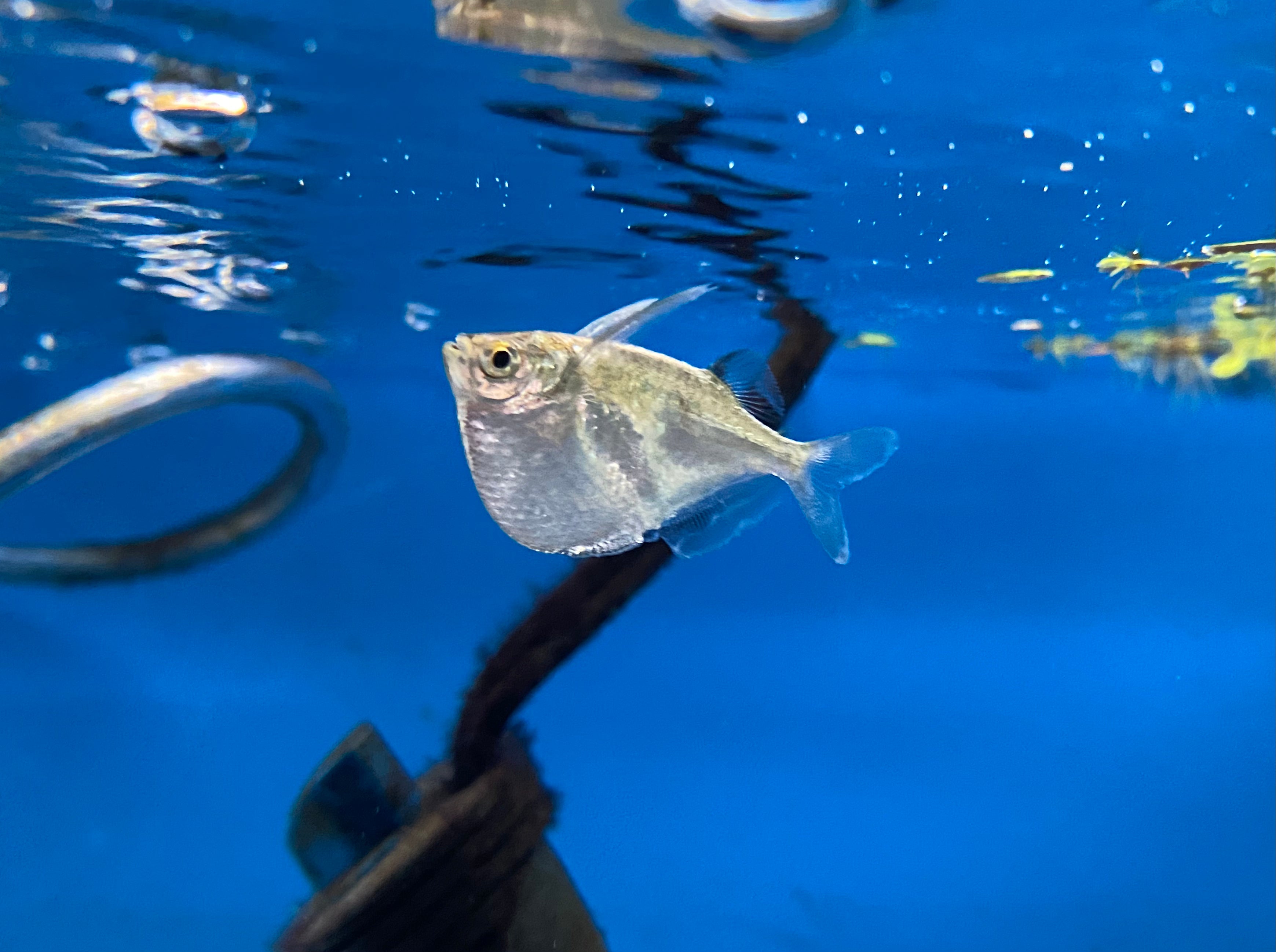 Platinum Hatchetfish