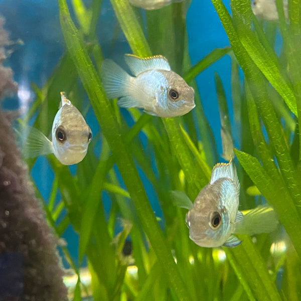 SA Cichlids