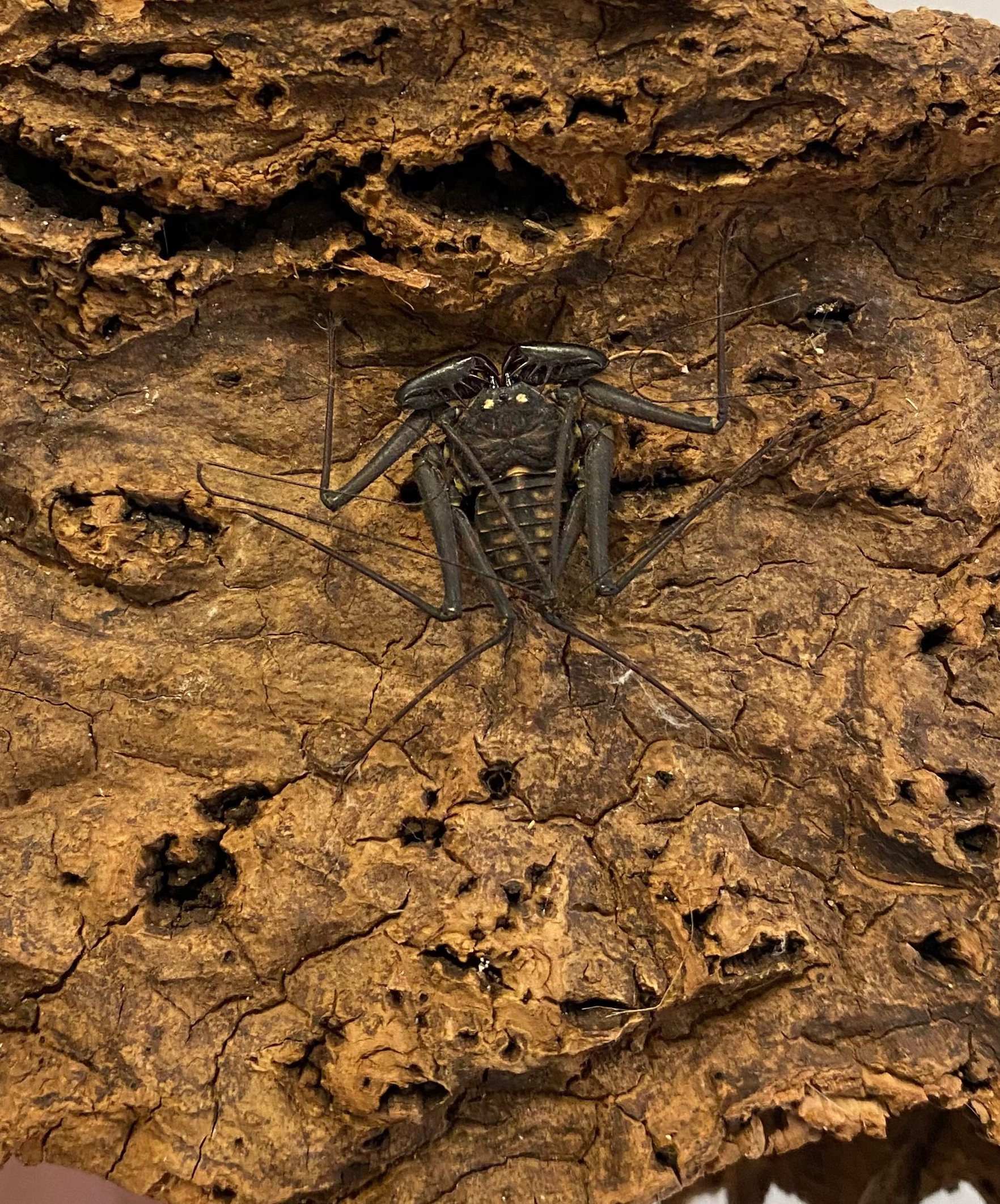 Whip Spider - Damon cf. diadema