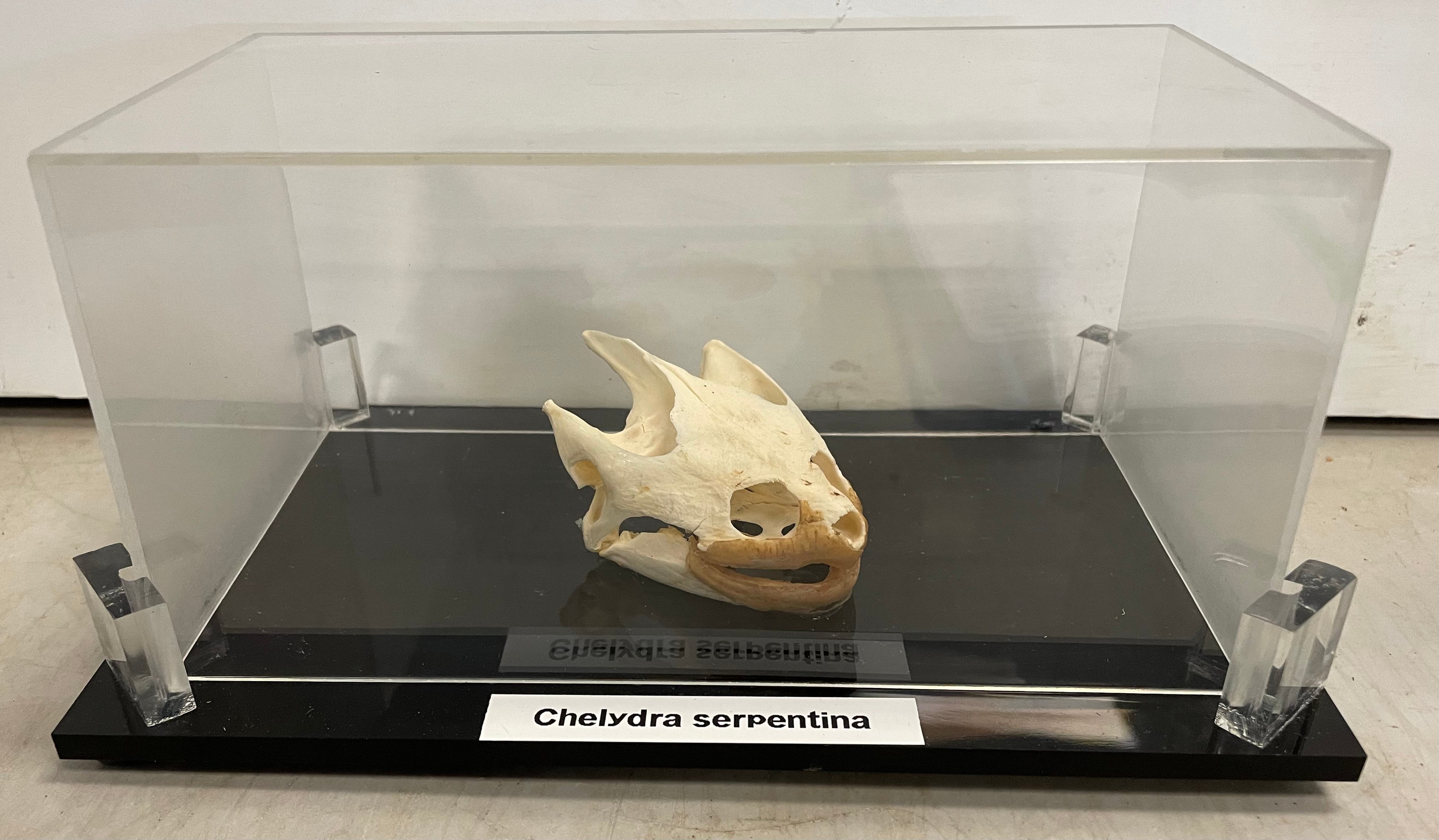 Common Snapping Turtle Skull