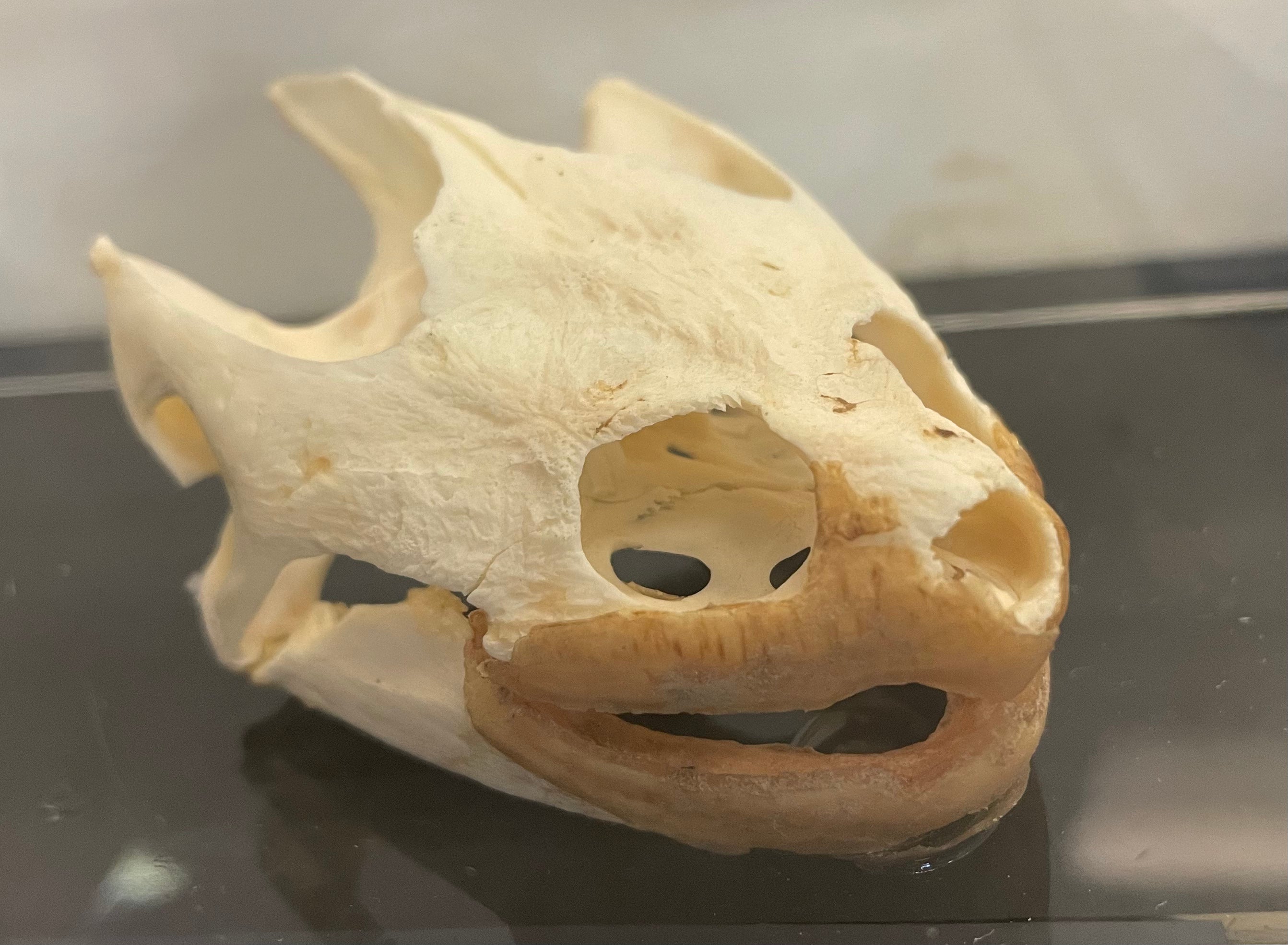 Common Snapping Turtle Skull