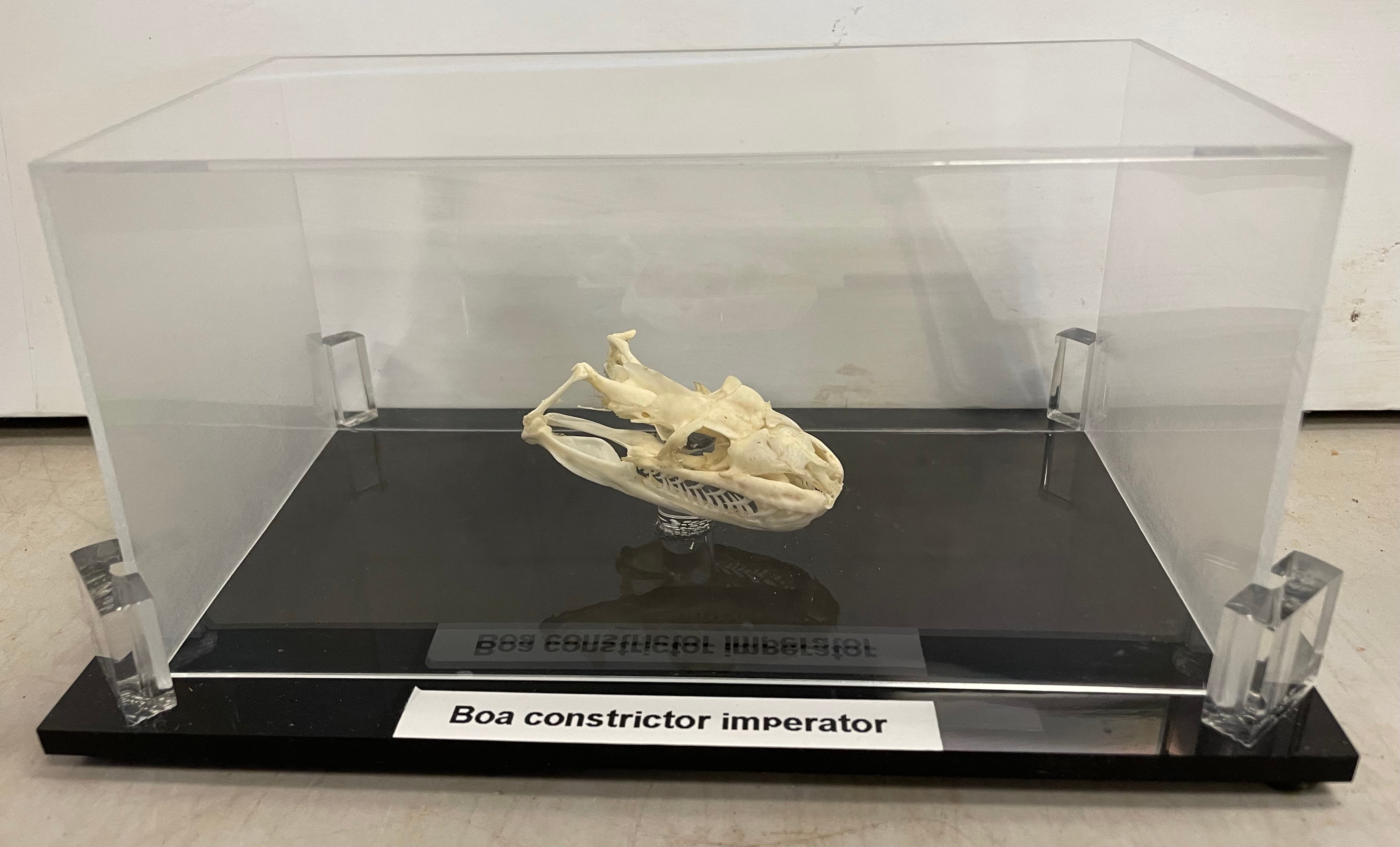 Boa Constrictor Imperator Skull