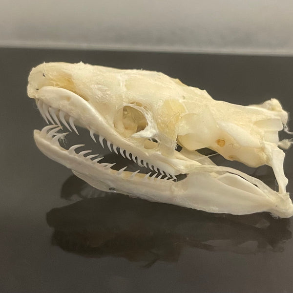 Ball Python Skeleton