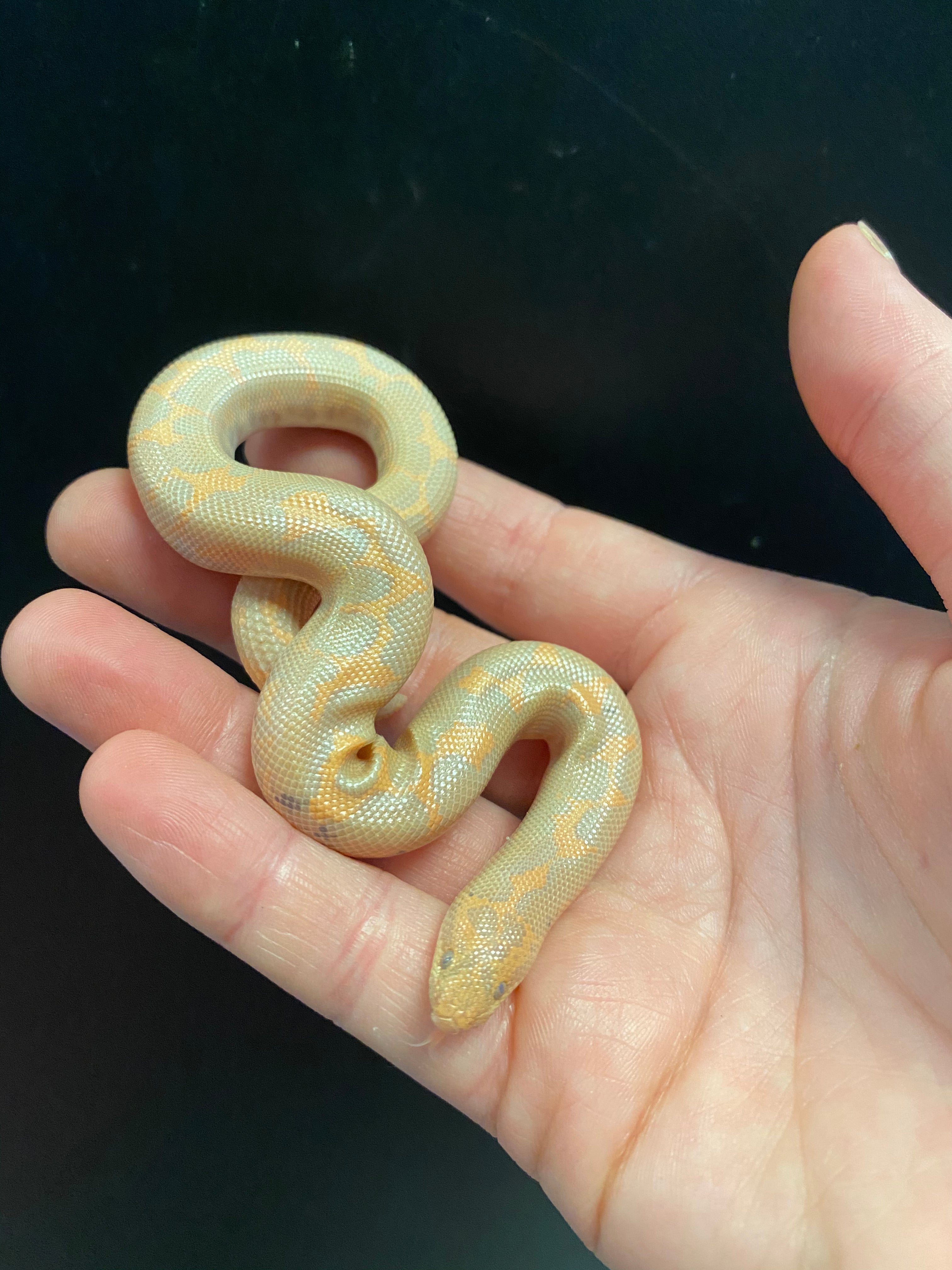 Kenyan Sand Boa (Albino)