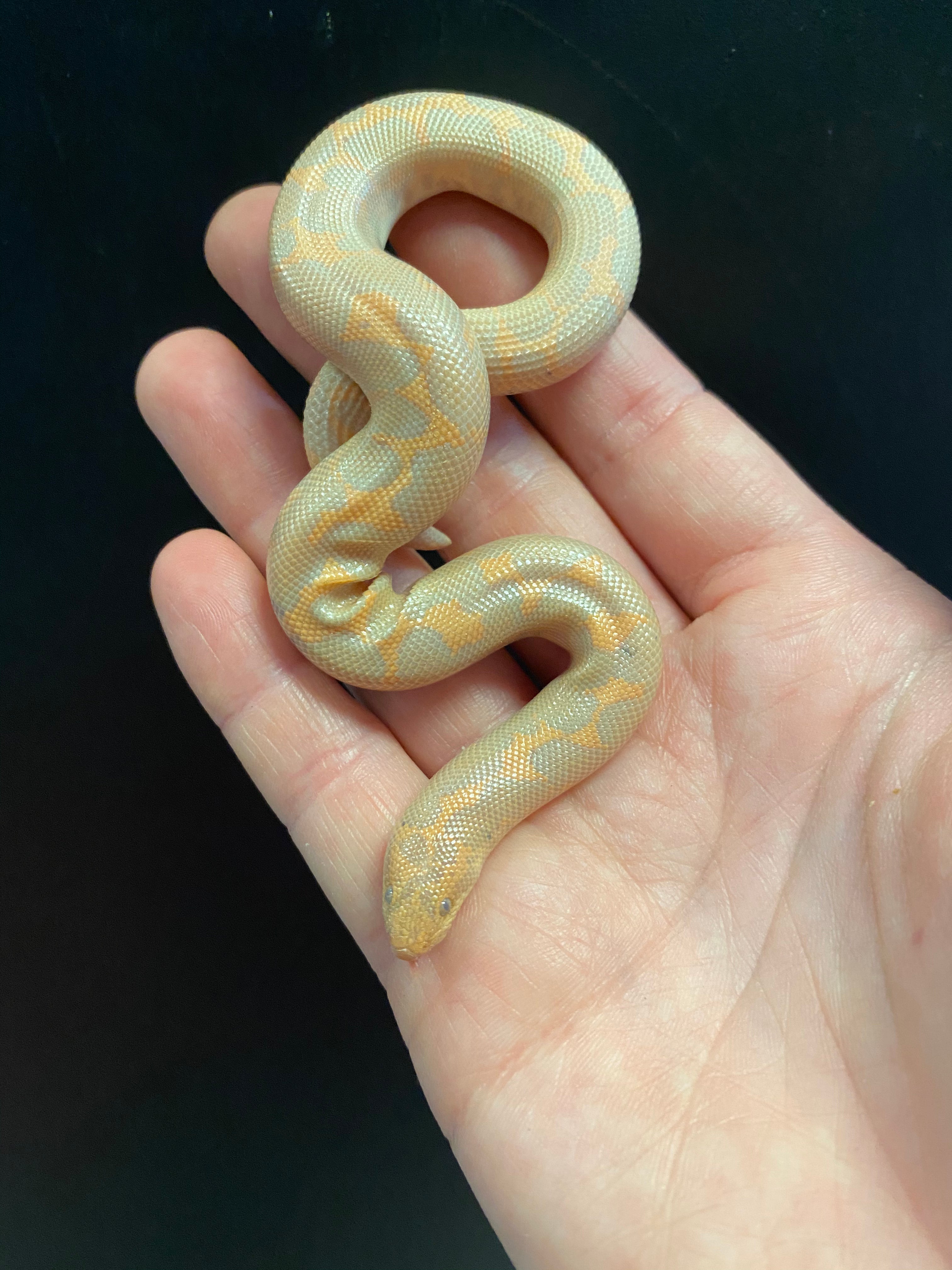 Kenyan Sand Boa (Albino)